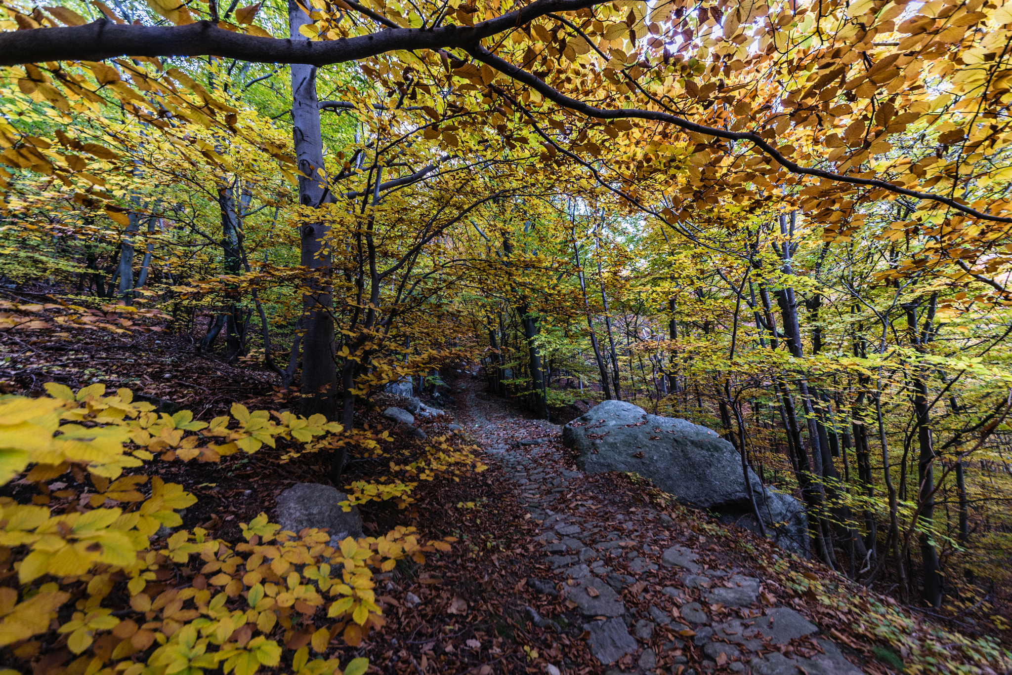 Nikon D610 + Sigma 12-24mm F4.5-5.6 II DG HSM sample photo. ...in autumn photography