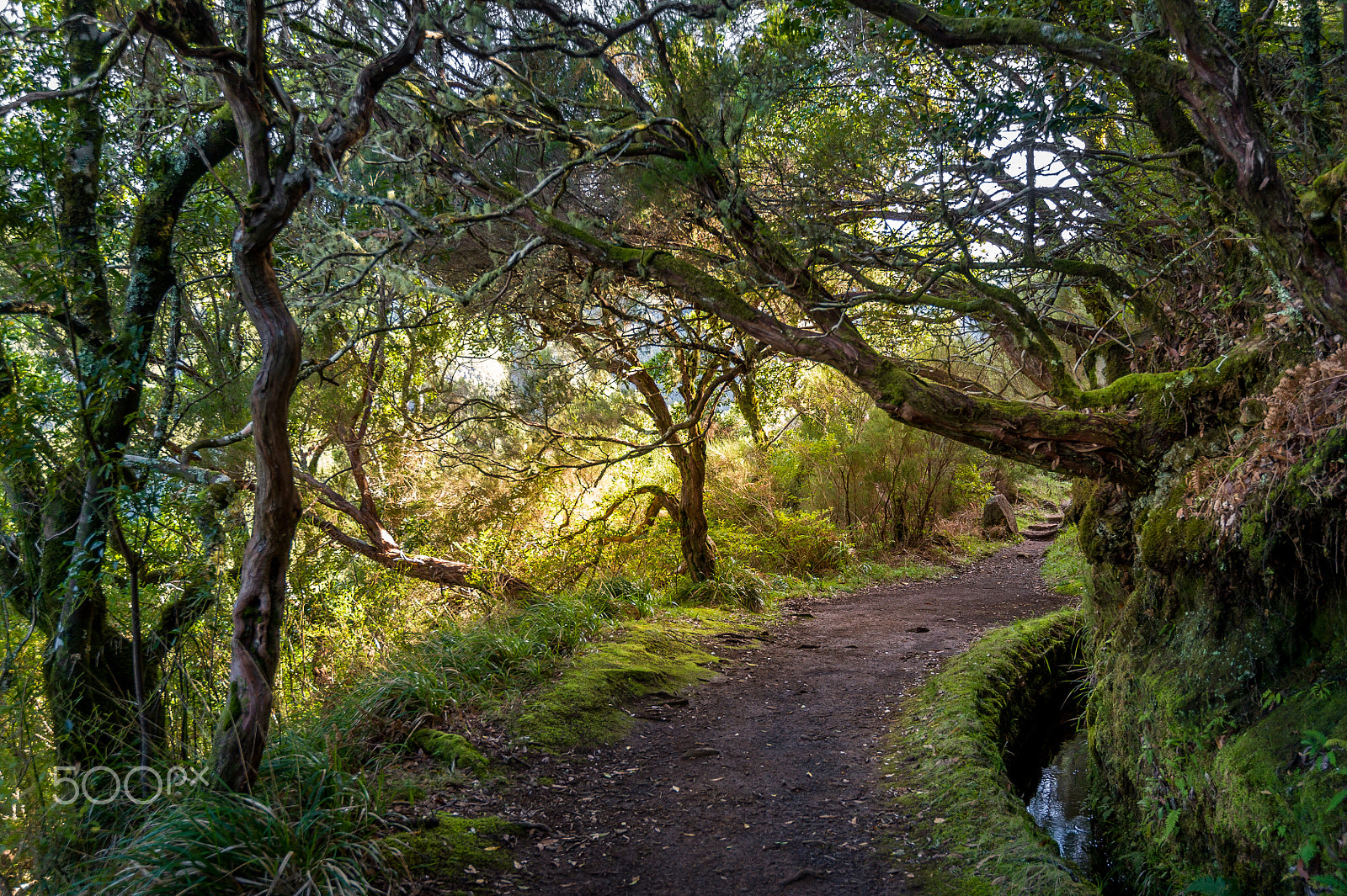 Nikon D3S sample photo. Levada 25 fountains hiking trail on madeira island. photography