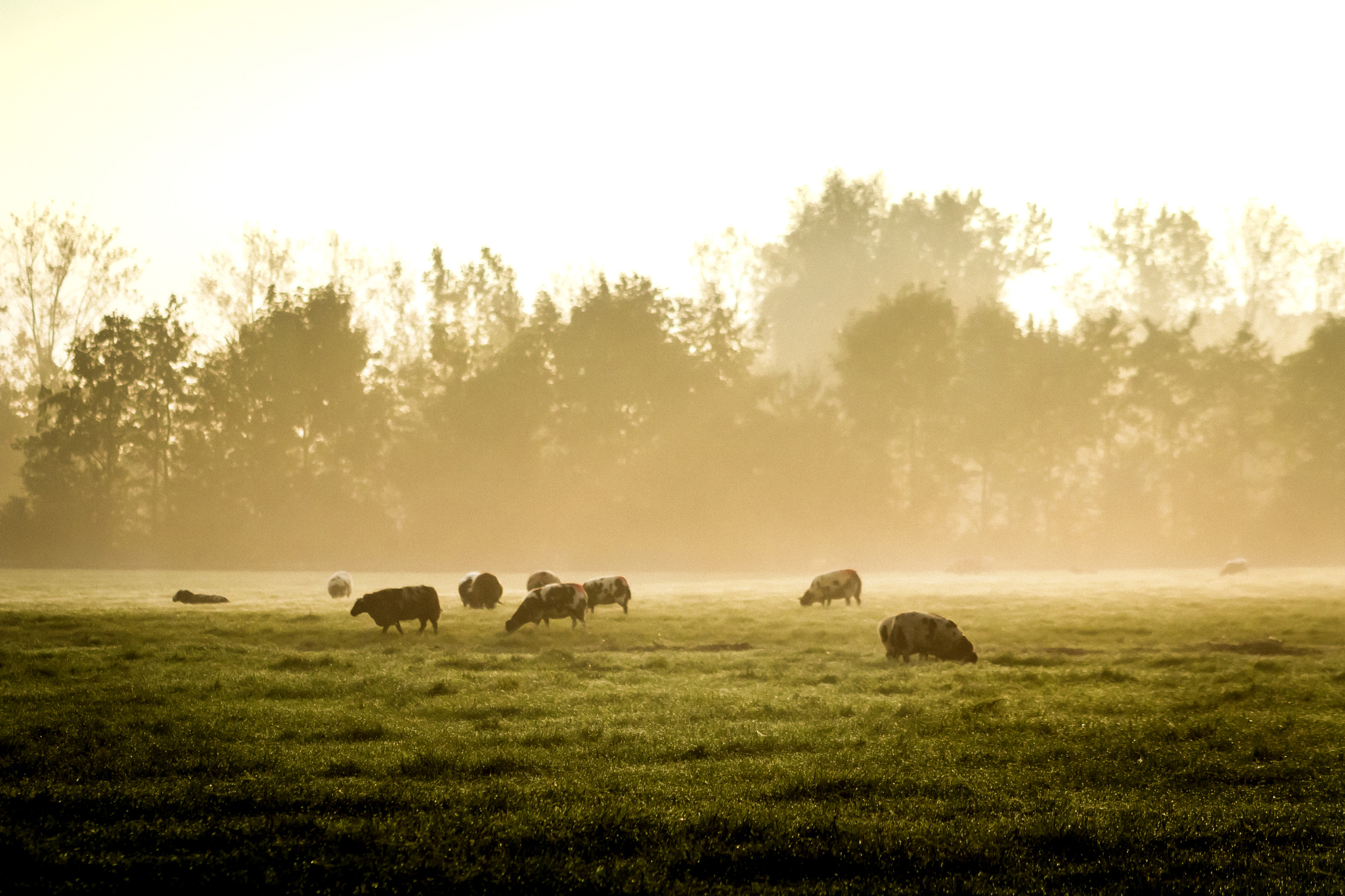 Canon EOS 750D (EOS Rebel T6i / EOS Kiss X8i) + EF75-300mm f/4-5.6 sample photo. Sheepy morning photography
