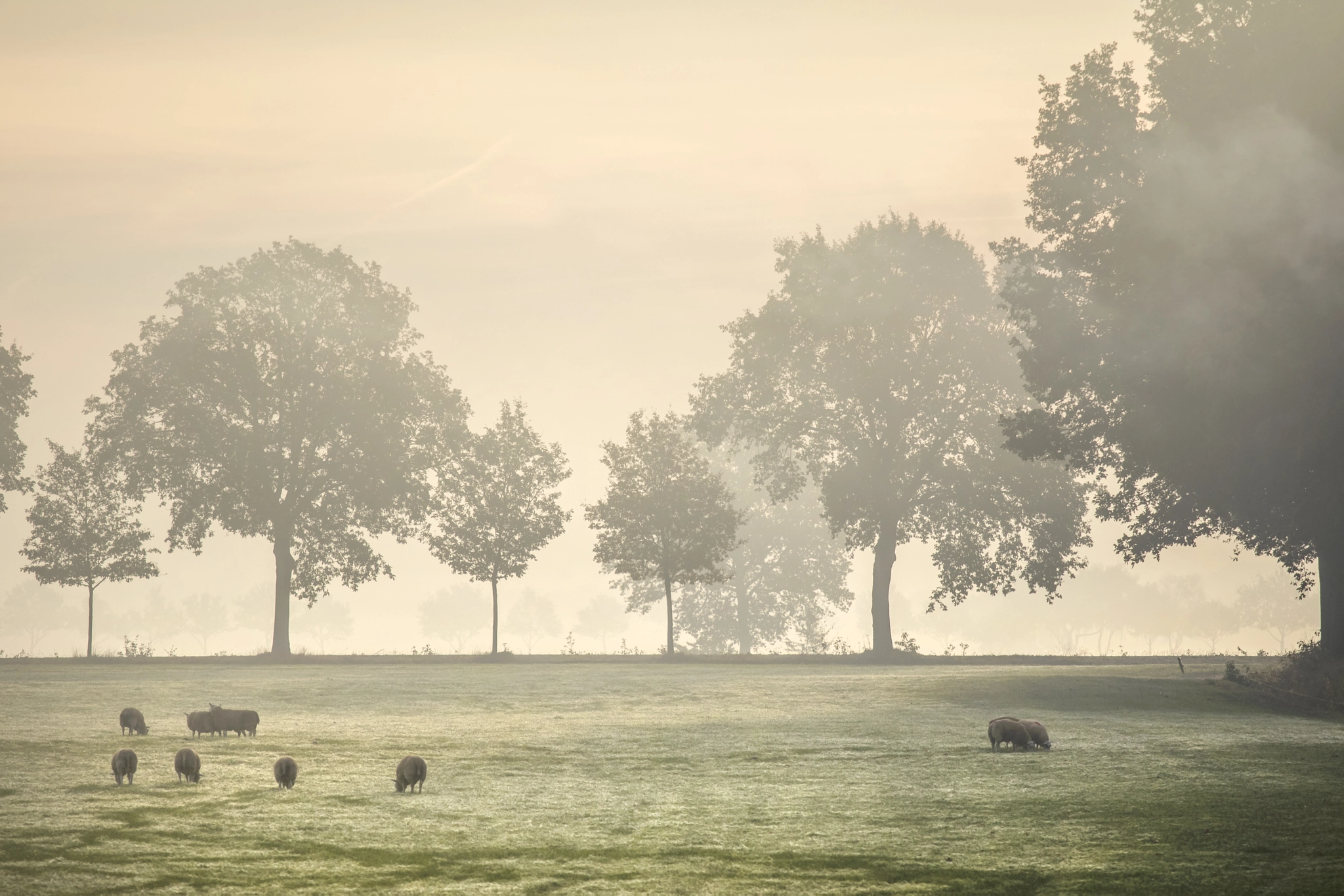 Canon EOS 80D + Canon EF 70-200mm F4L IS USM sample photo. Misty morning photography