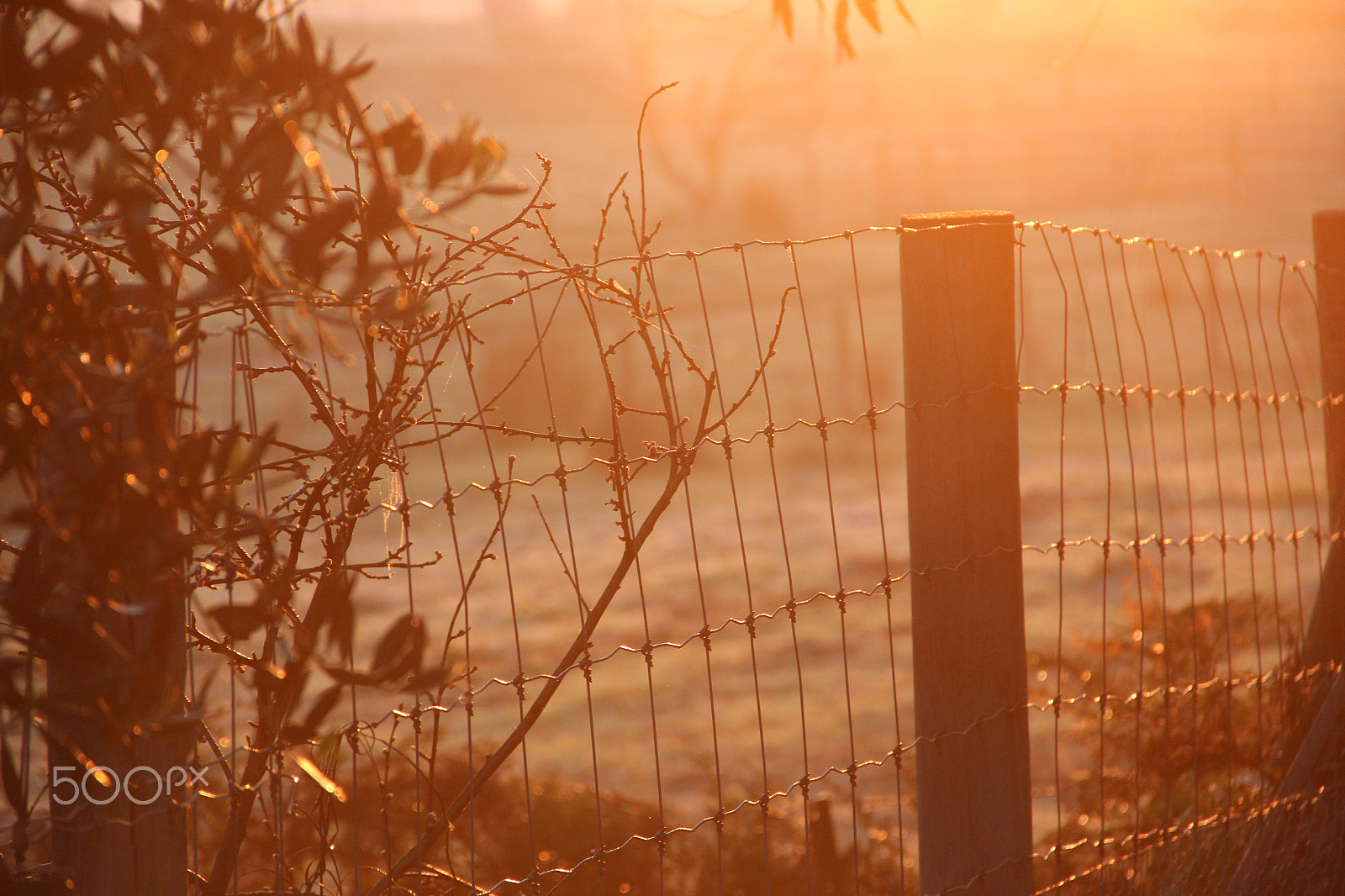 Canon EOS 600D (Rebel EOS T3i / EOS Kiss X5) sample photo. Crimson fence photography