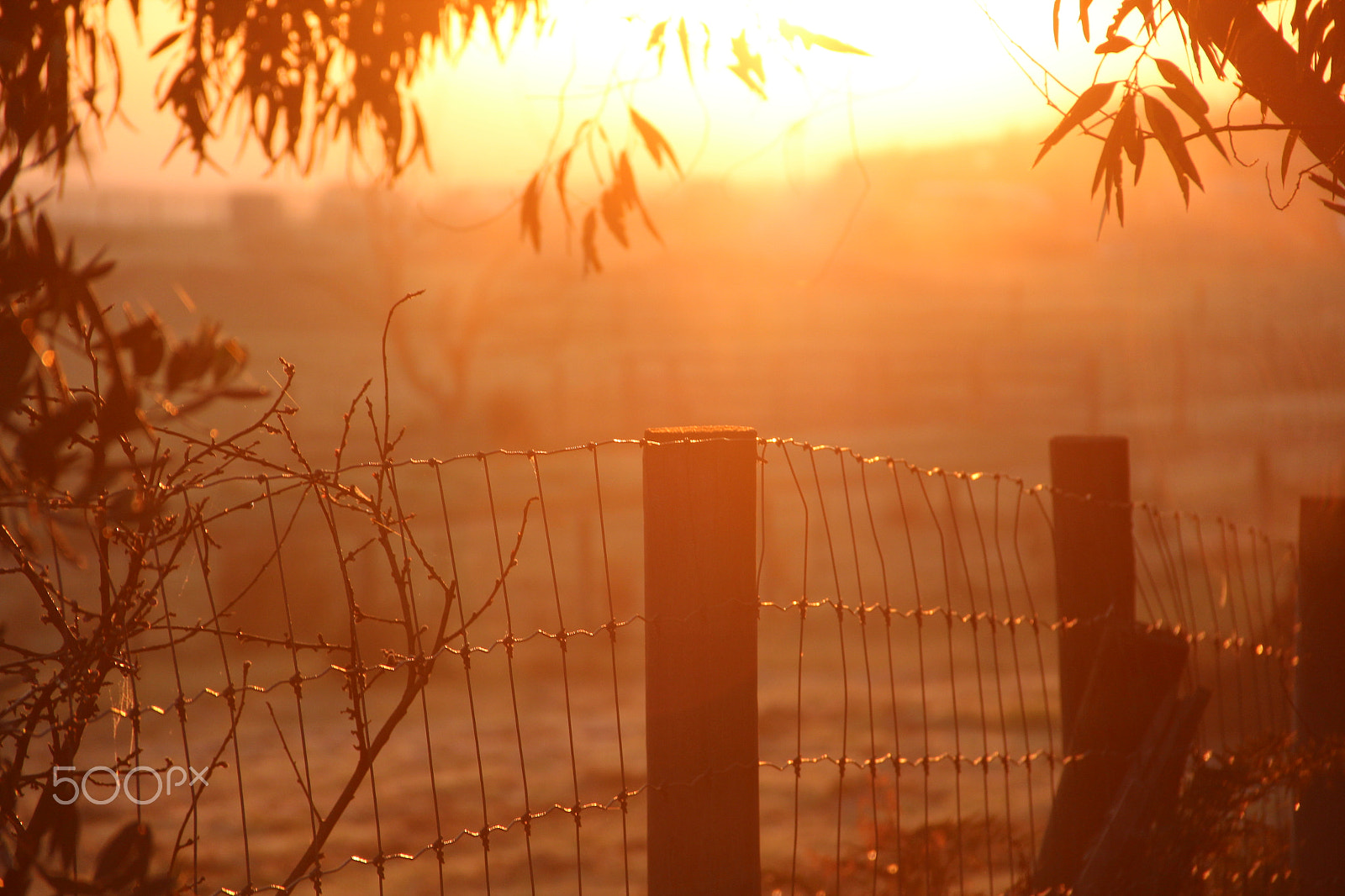 Canon EOS 600D (Rebel EOS T3i / EOS Kiss X5) sample photo. Morning dew photography