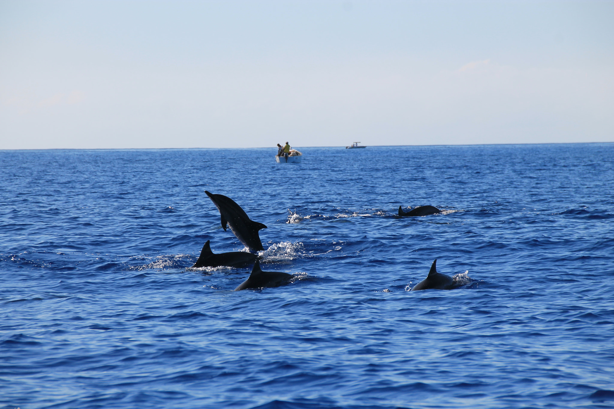 Sigma 18-250mm F3.5-6.3 DC OS HSM sample photo. Swimming with daulphins photography
