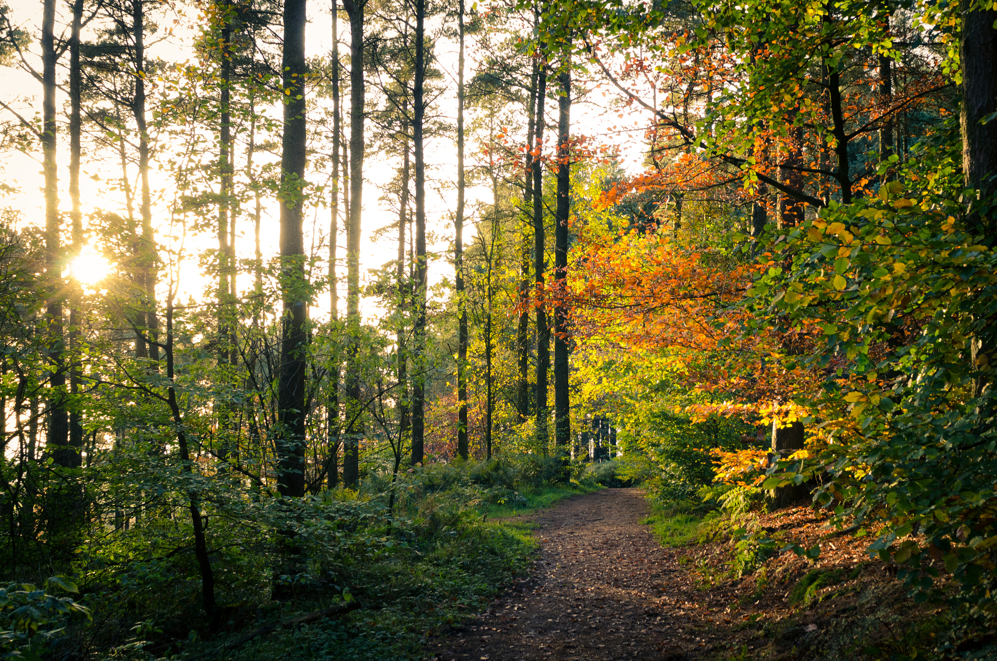 Nikon D7000 sample photo. Evening walk up beacon fell photography