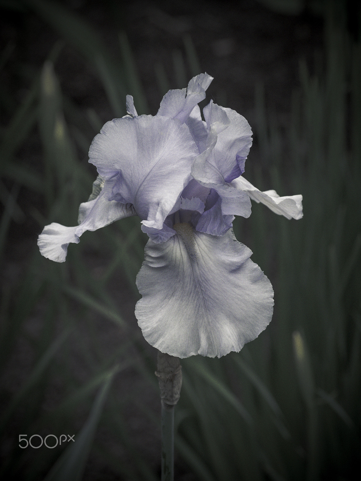 Olympus OM-D E-M1 sample photo. Iris flower in bloom photography