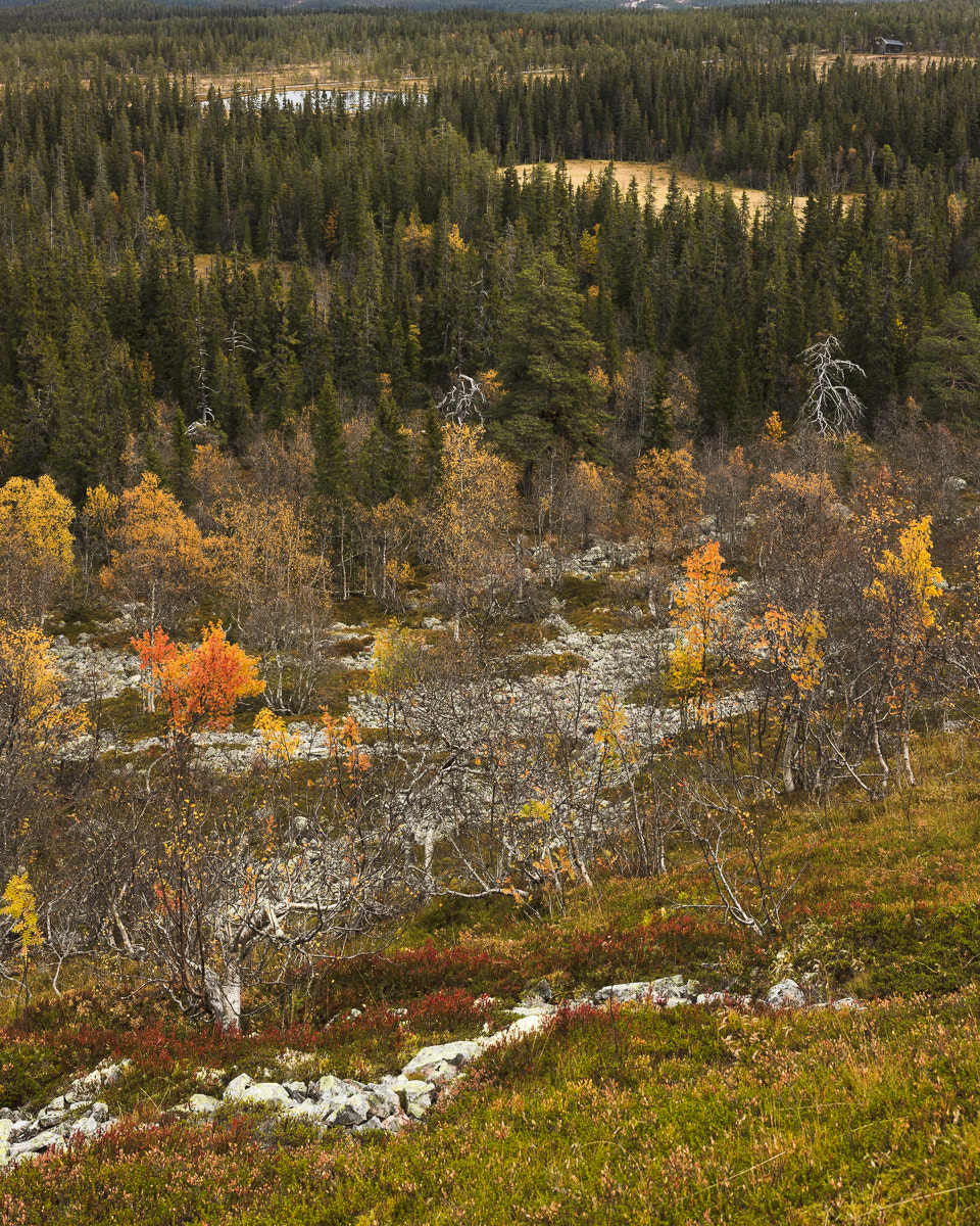 Canon EOS 5DS R + ZEISS Otus 55mm F1.4 sample photo. Fulufjället höst vii photography