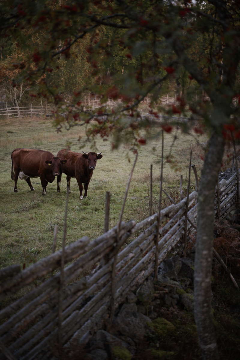 Canon EOS 5DS R + ZEISS Otus 55mm F1.4 sample photo. Krokshult i photography