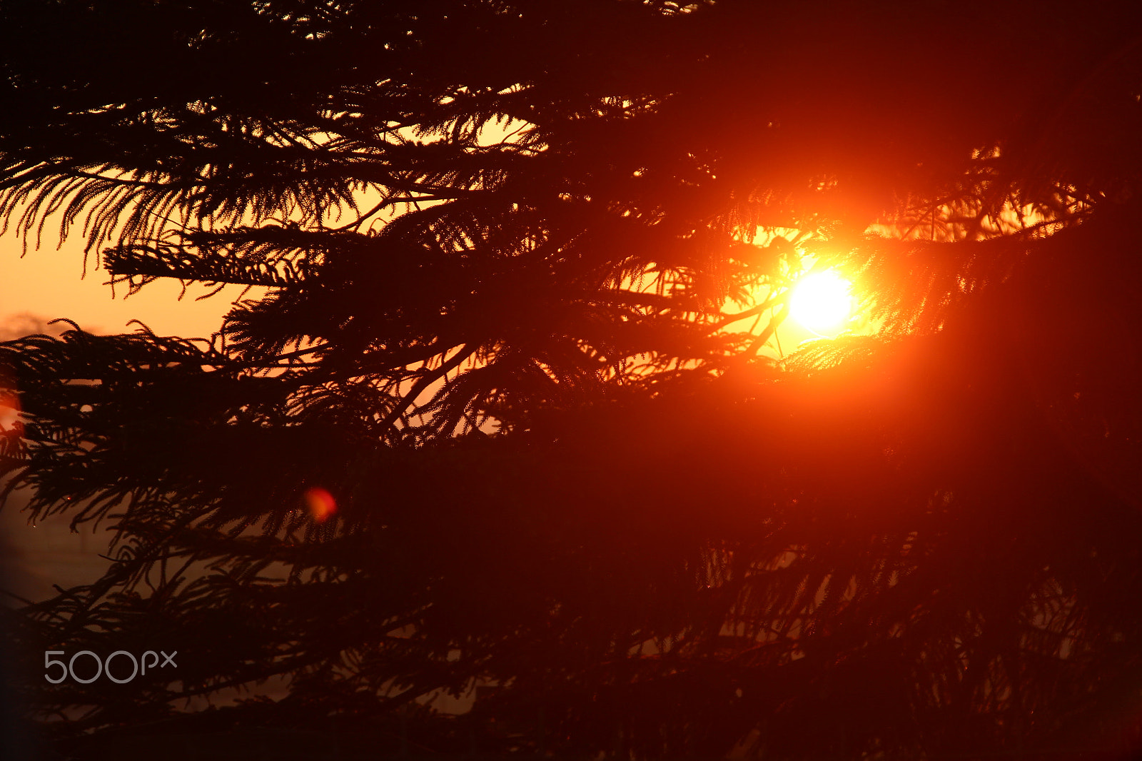 Canon EOS 600D (Rebel EOS T3i / EOS Kiss X5) sample photo. A striking sun photography