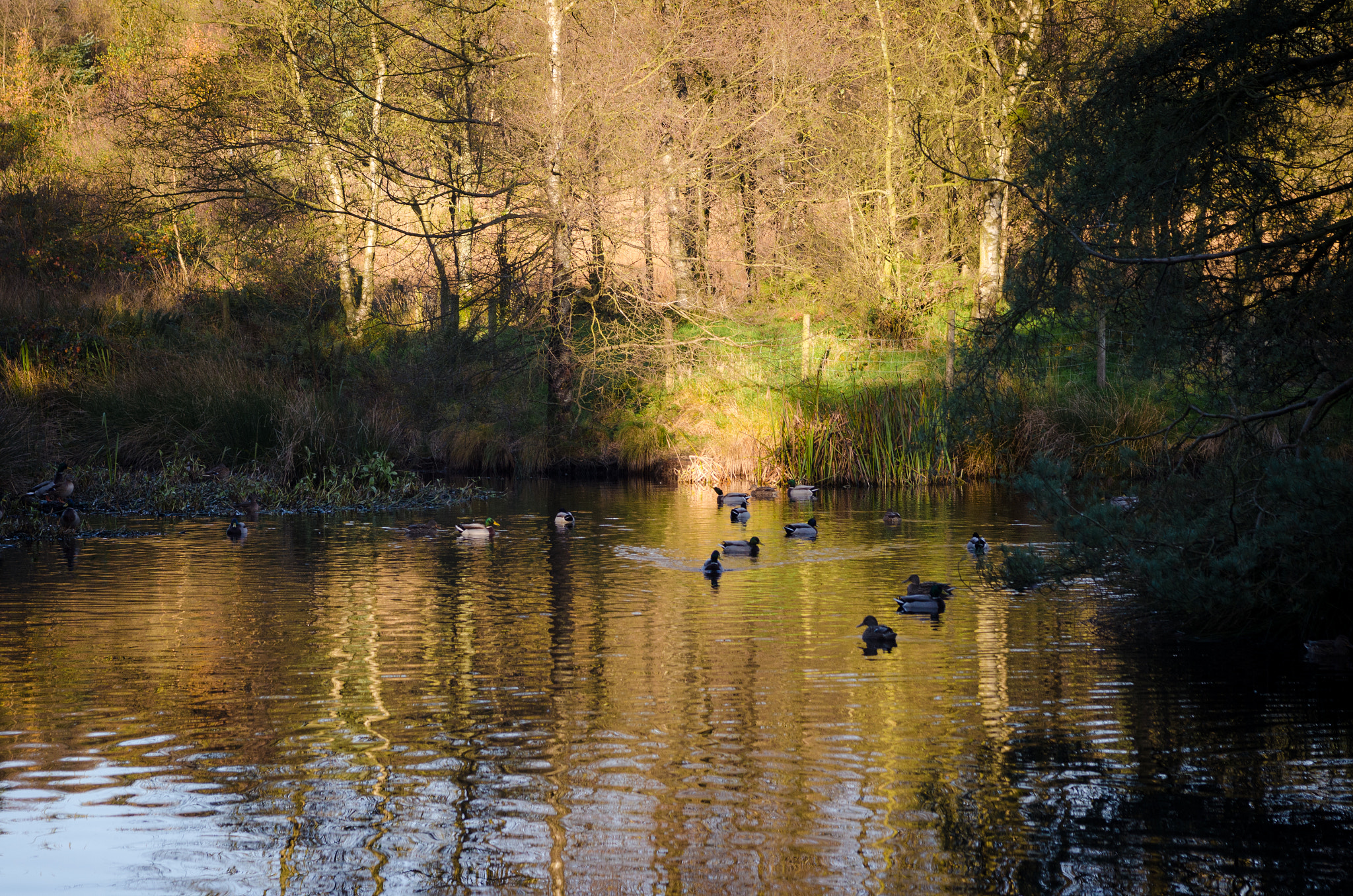 Nikon D7000 + Sigma 24-70mm F2.8 EX DG Macro sample photo. Beacon fell photography
