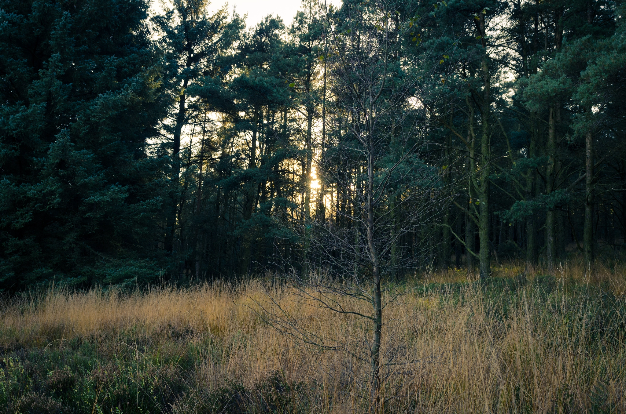 Nikon D7000 + Sigma 24-70mm F2.8 EX DG Macro sample photo. Beacon fell photography