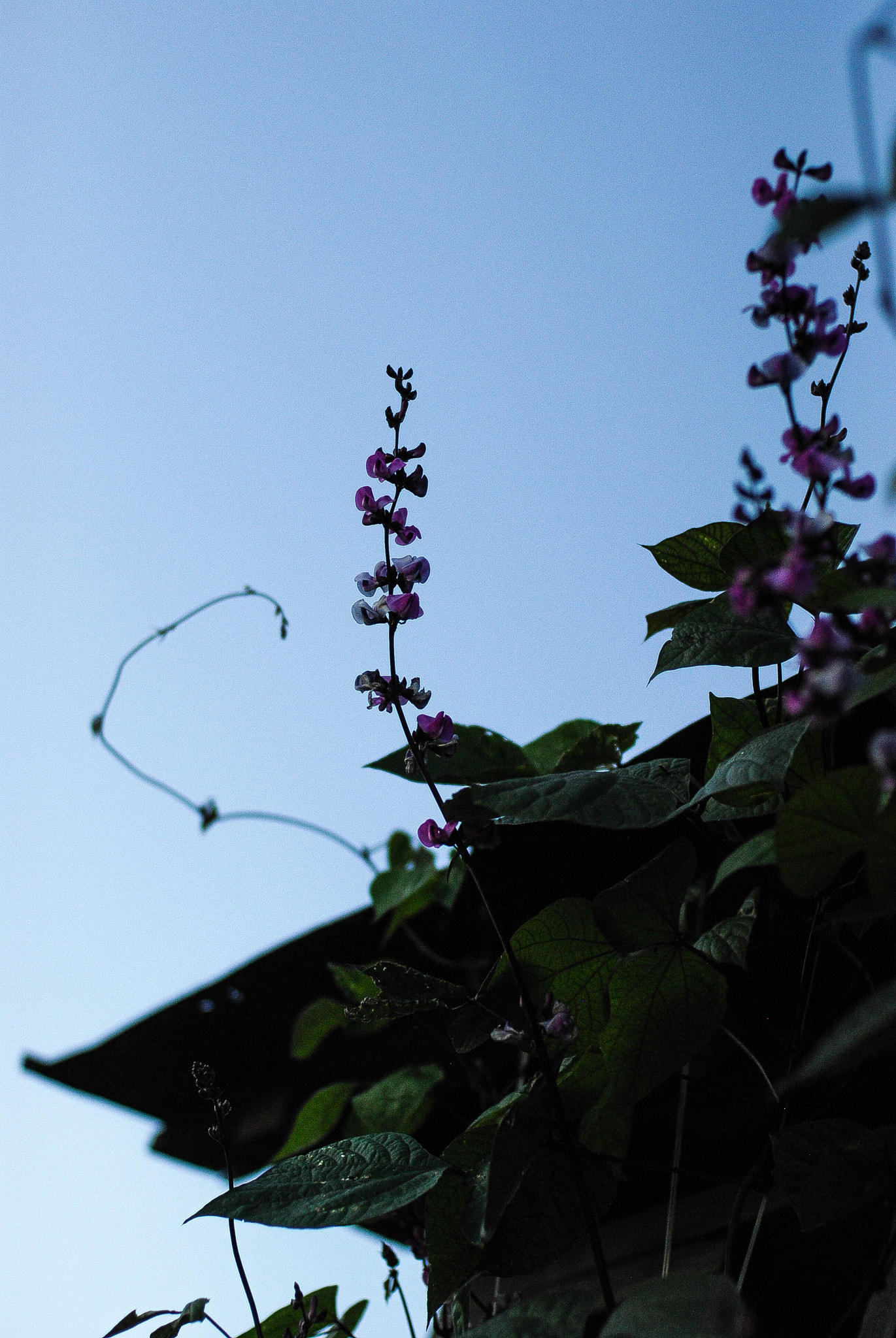 Nikon D80 + Nikon AF Nikkor 50mm F1.4D sample photo. Y photography