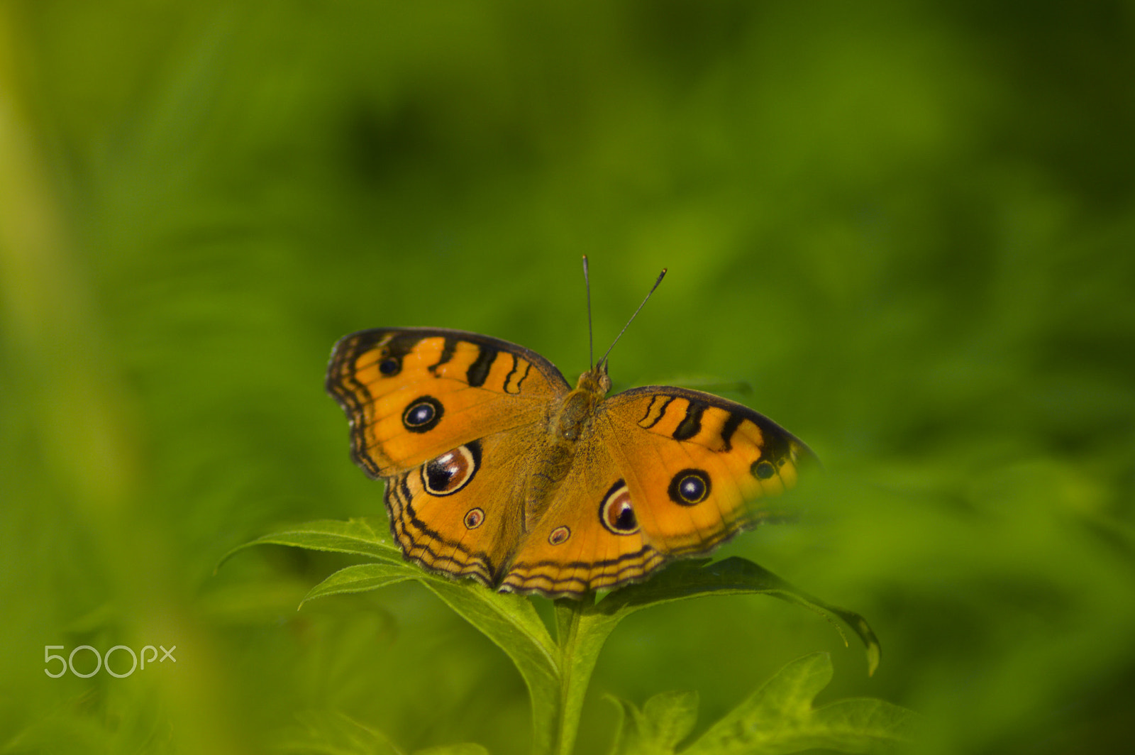 Nikon D3200 + AF Zoom-Nikkor 70-210mm f/4 sample photo. Peacock pansy butterfly photography