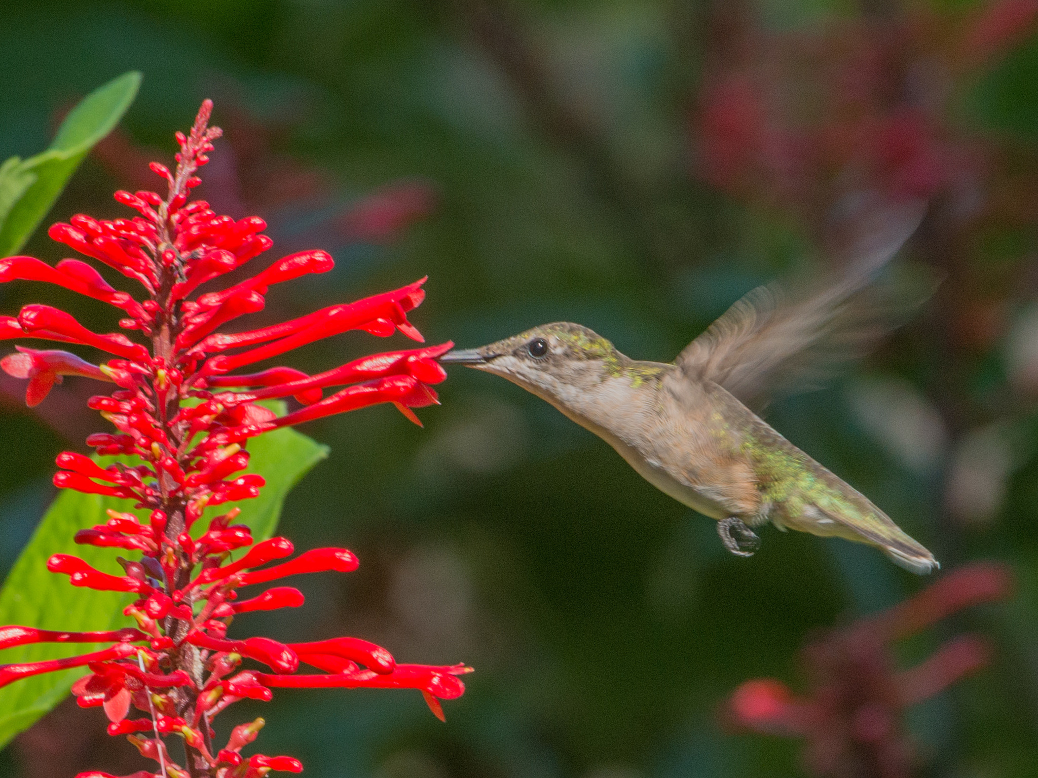 Nikon AF-S Nikkor 200-400mm F4G ED-IF VR sample photo. Food in flight photography
