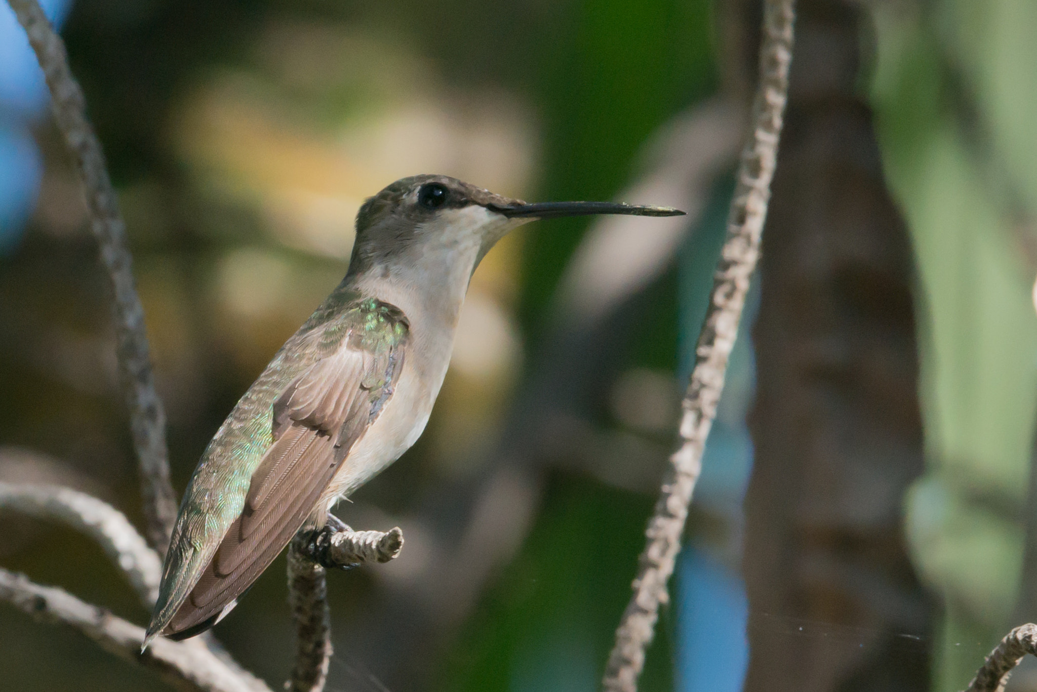 Nikon AF-S Nikkor 200-400mm F4G ED-IF VR sample photo. Hummingbird photography