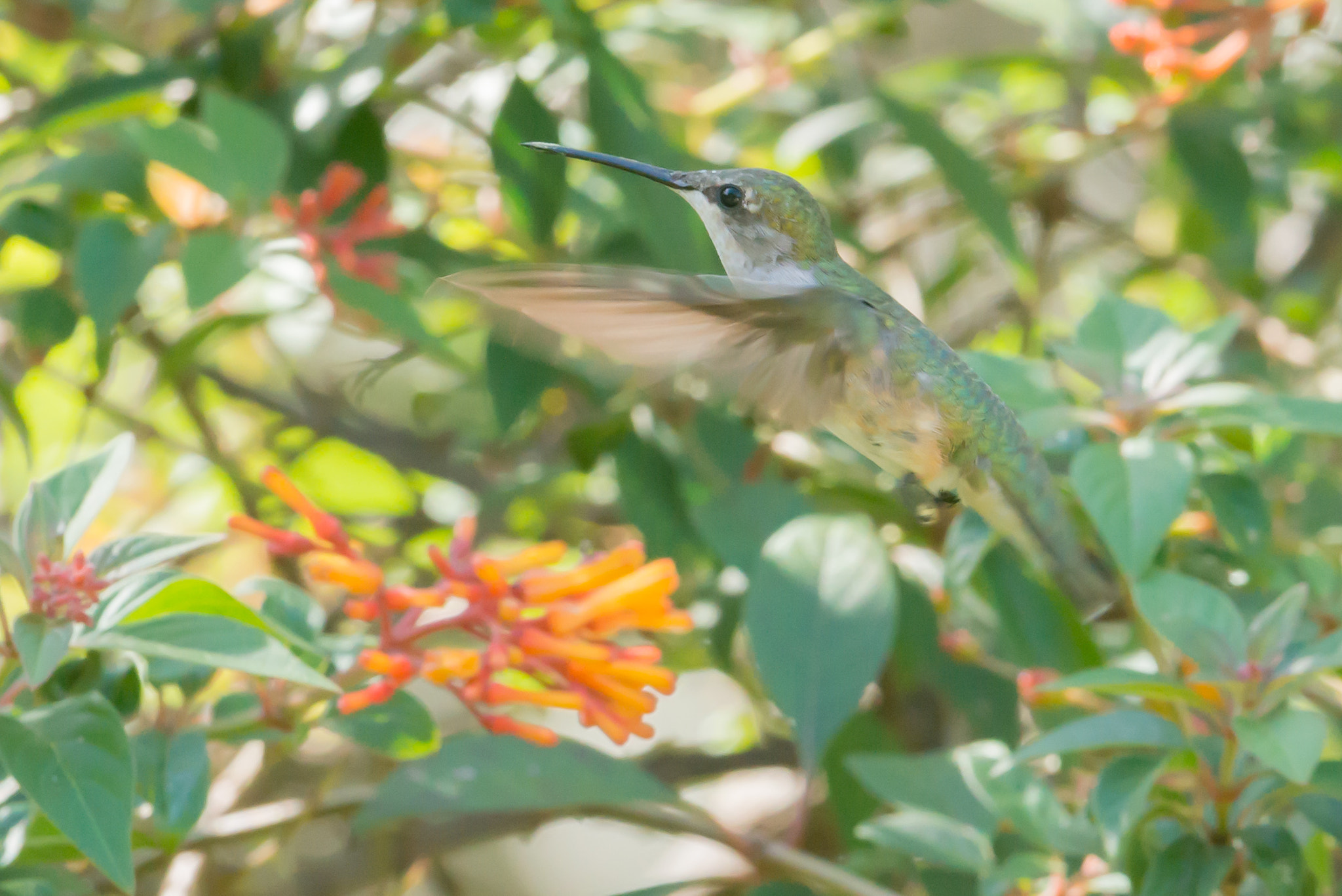 Nikon AF-S Nikkor 200-400mm F4G ED-IF VR sample photo. Hummingbird photography