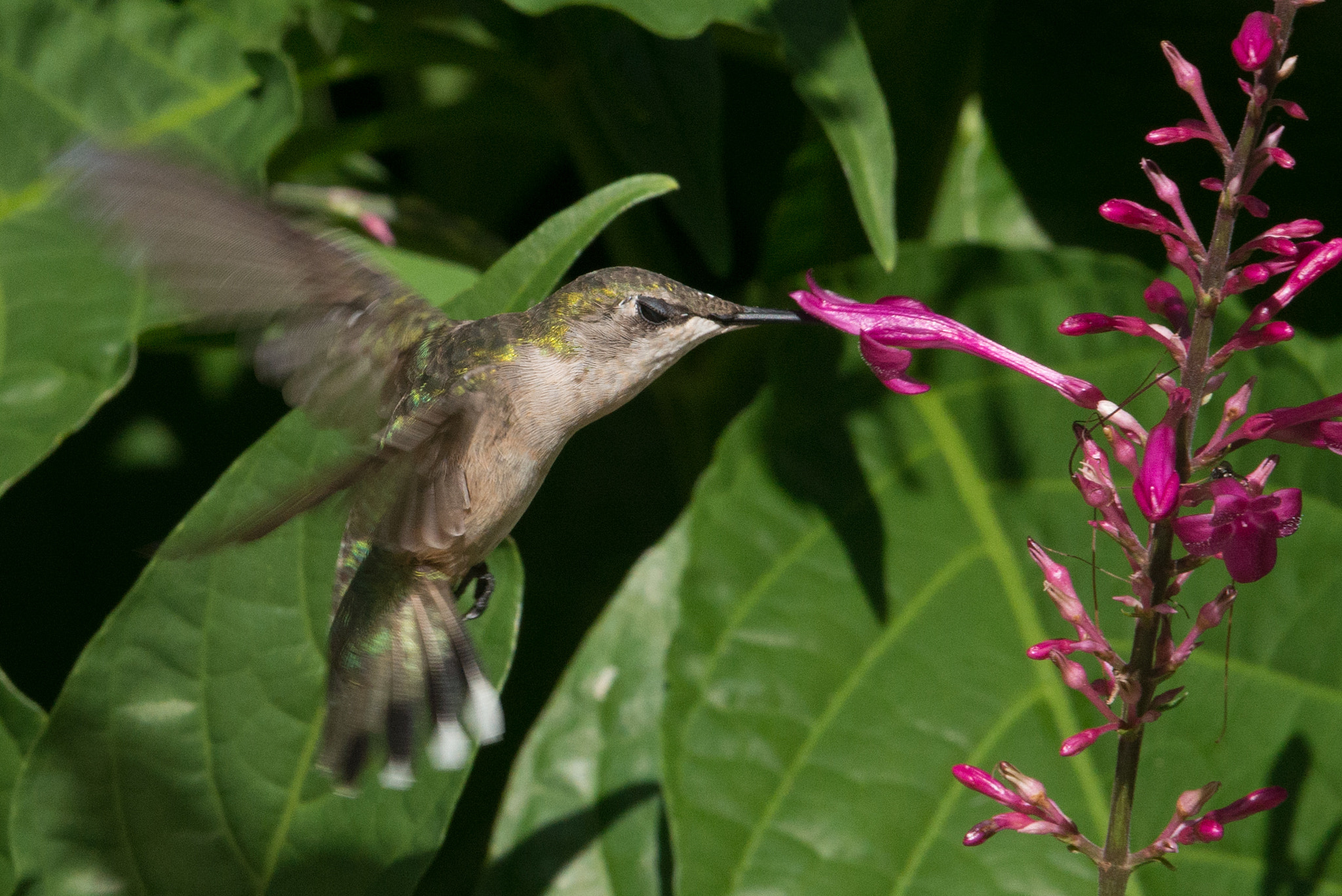 Nikon AF-S Nikkor 200-400mm F4G ED-IF VR sample photo. Hummingbird photography