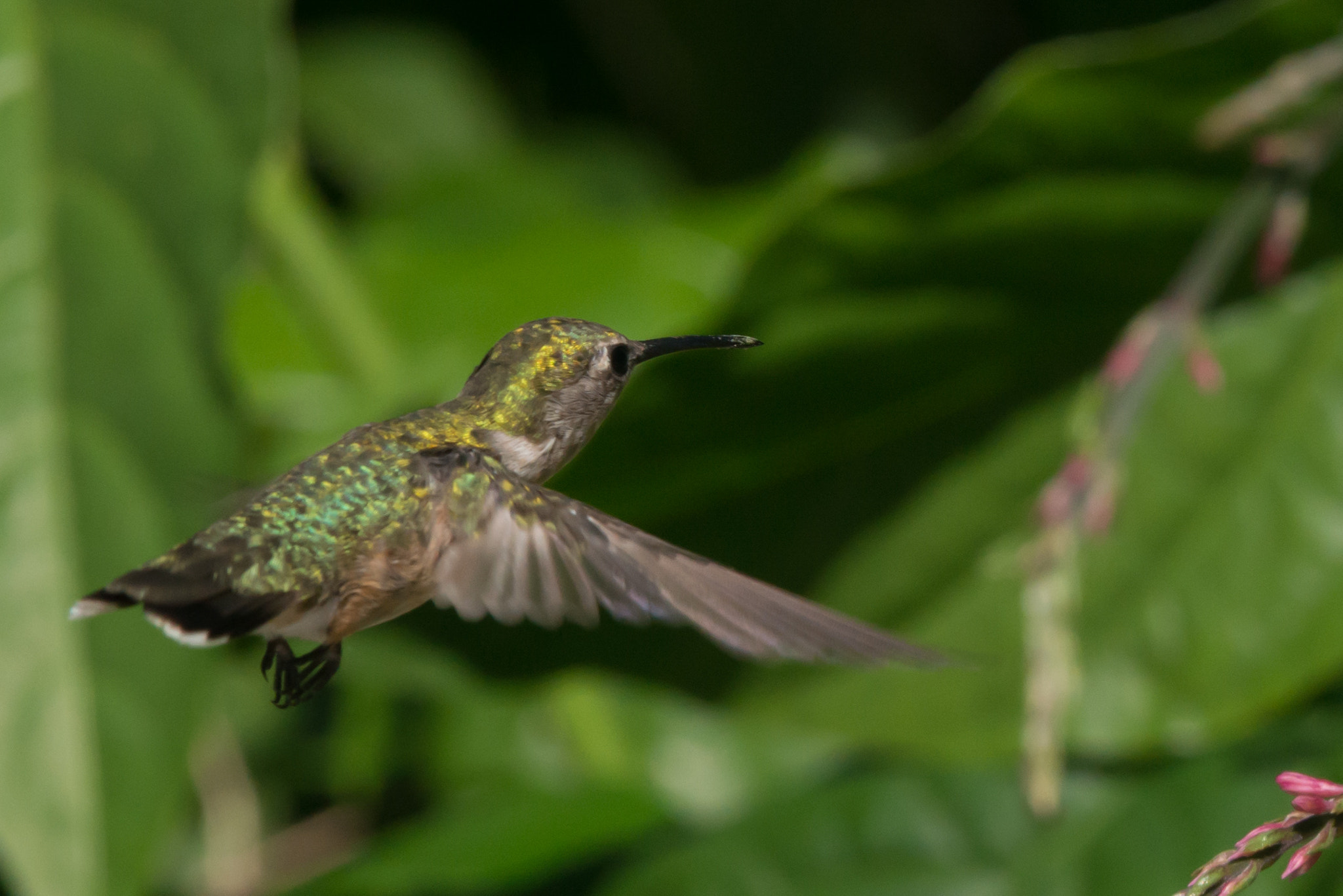 Nikon AF-S Nikkor 200-400mm F4G ED-IF VR sample photo. Hummingbird photography