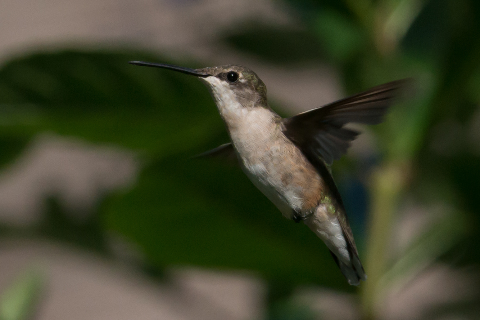 Nikon AF-S Nikkor 200-400mm F4G ED-IF VR sample photo. Hummingbird photography