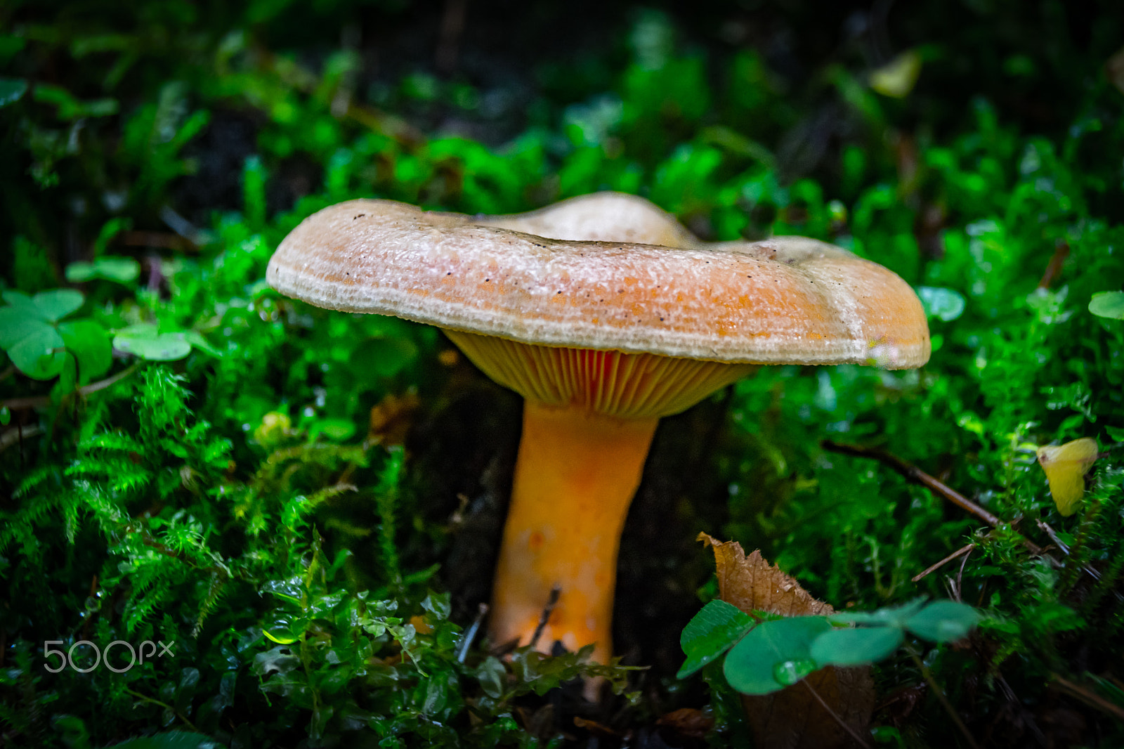 Sigma 18-250mm F3.5-6.3 DC Macro OS HSM sample photo. Mushrooms photography