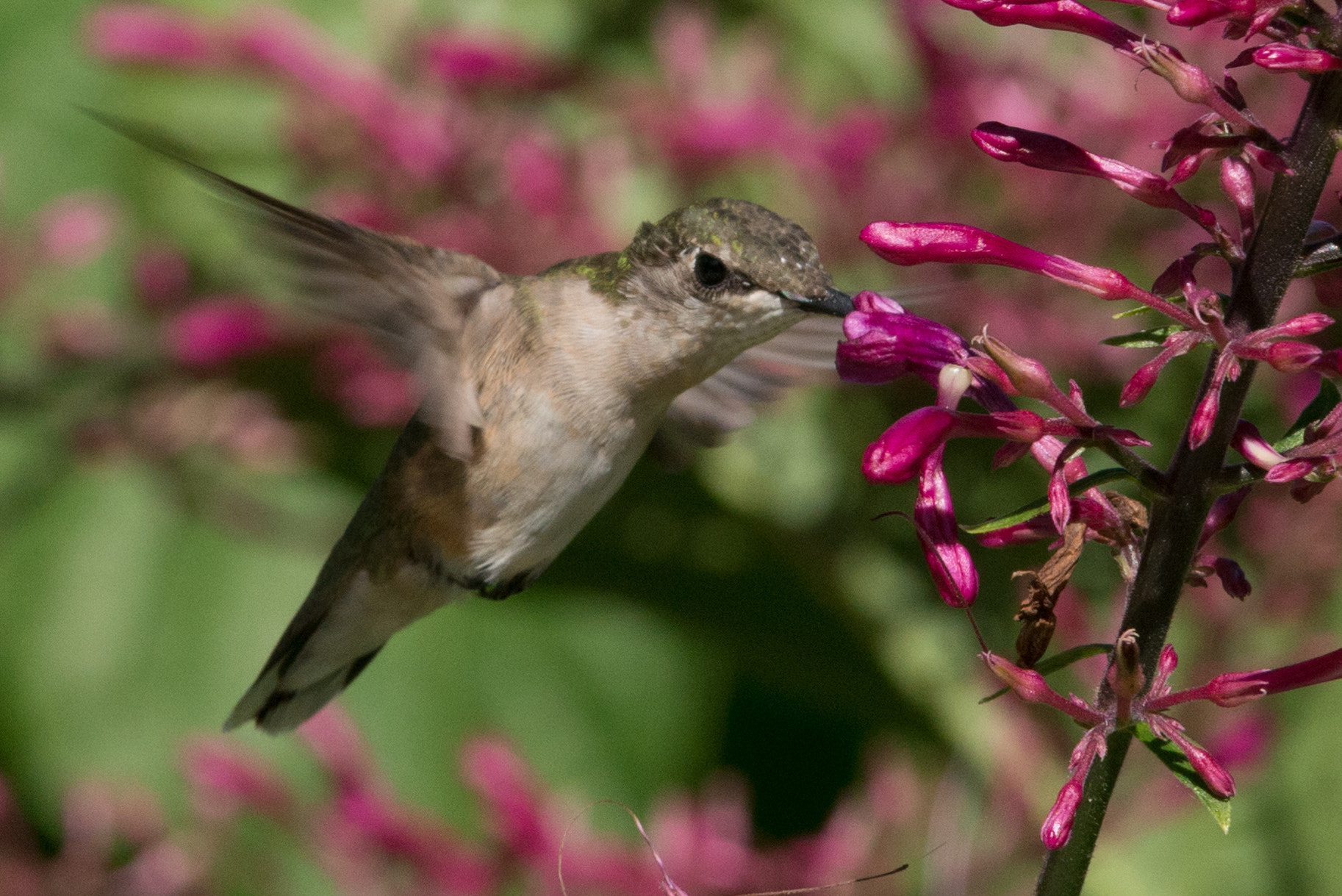 Nikon AF-S Nikkor 200-400mm F4G ED-IF VR sample photo. Hummingbird photography