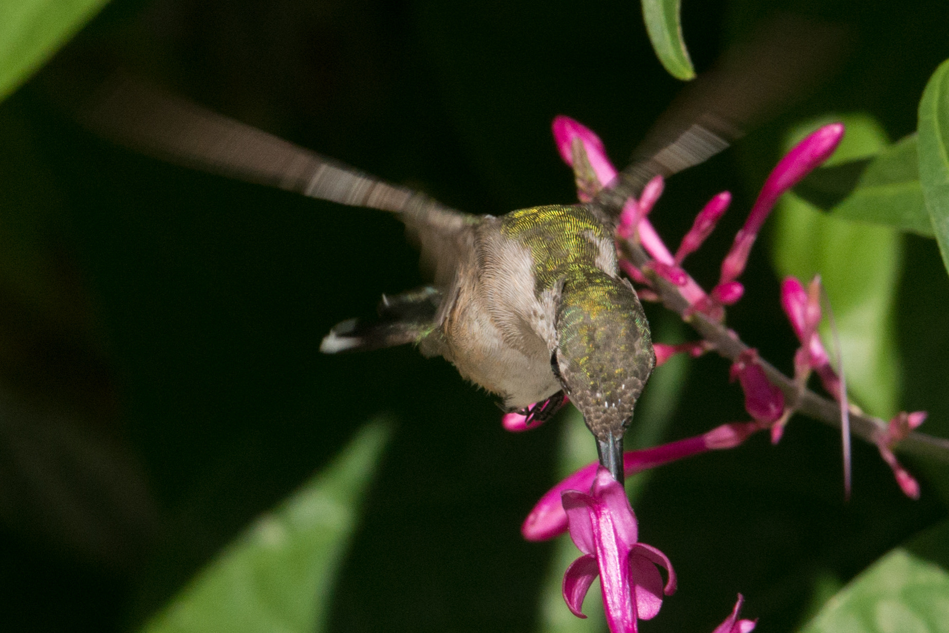Nikon AF-S Nikkor 200-400mm F4G ED-IF VR sample photo. Hummingbird photography