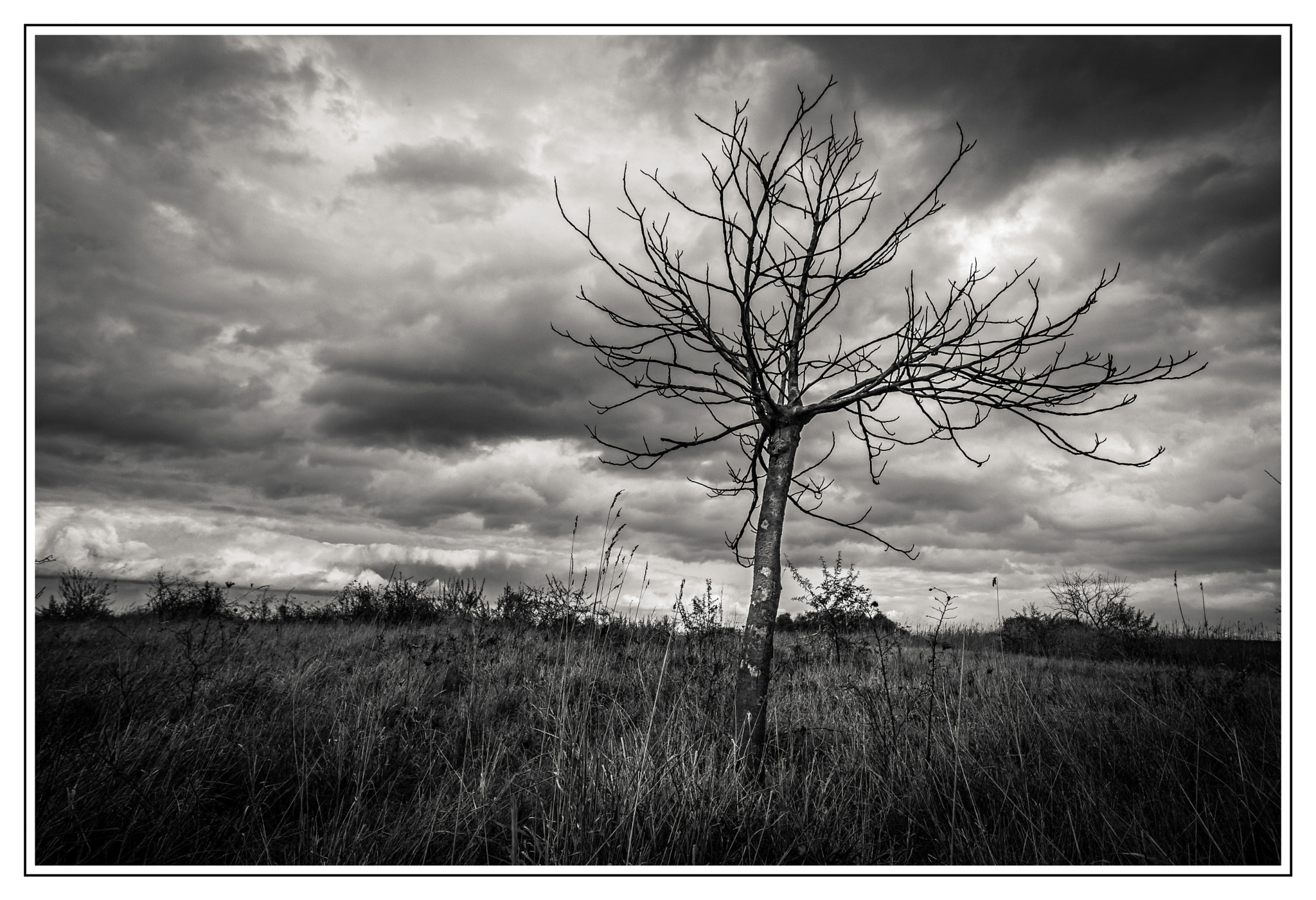 Canon EOS 550D (EOS Rebel T2i / EOS Kiss X4) + Sigma 10-20mm F4-5.6 EX DC HSM sample photo. Lonely tree photography