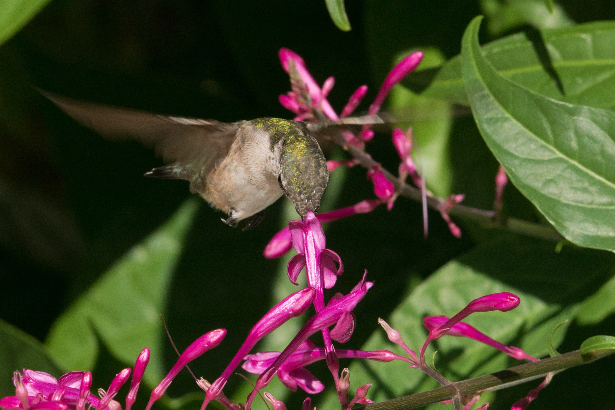Nikon AF-S Nikkor 200-400mm F4G ED-IF VR sample photo. Hummingbird photography