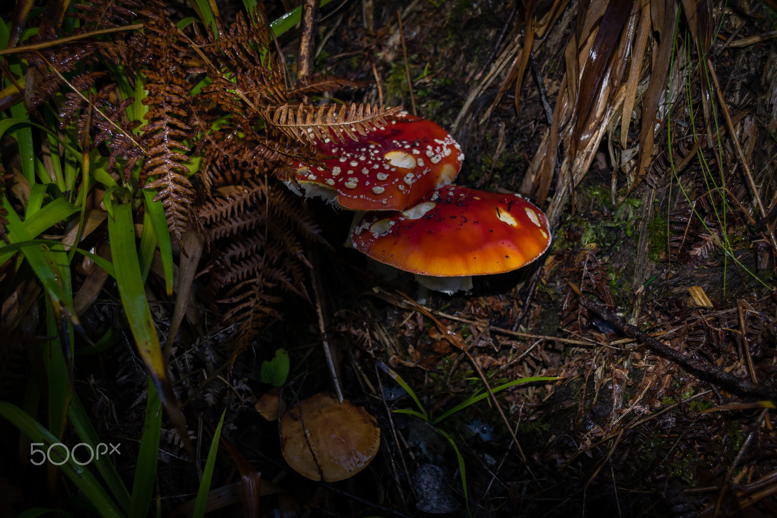 Sigma 18-250mm F3.5-6.3 DC Macro OS HSM sample photo. Mushrooms photography