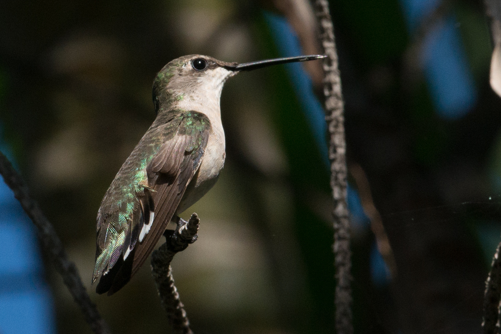 Nikon AF-S Nikkor 200-400mm F4G ED-IF VR sample photo. Hummingbird photography