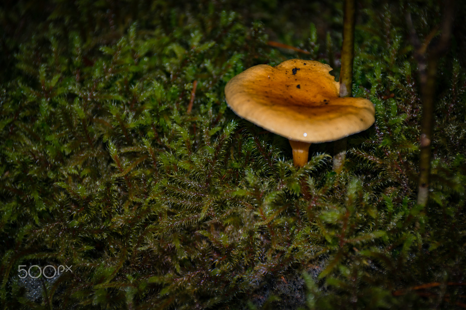 Sigma 18-250mm F3.5-6.3 DC Macro OS HSM sample photo. Mushrooms photography