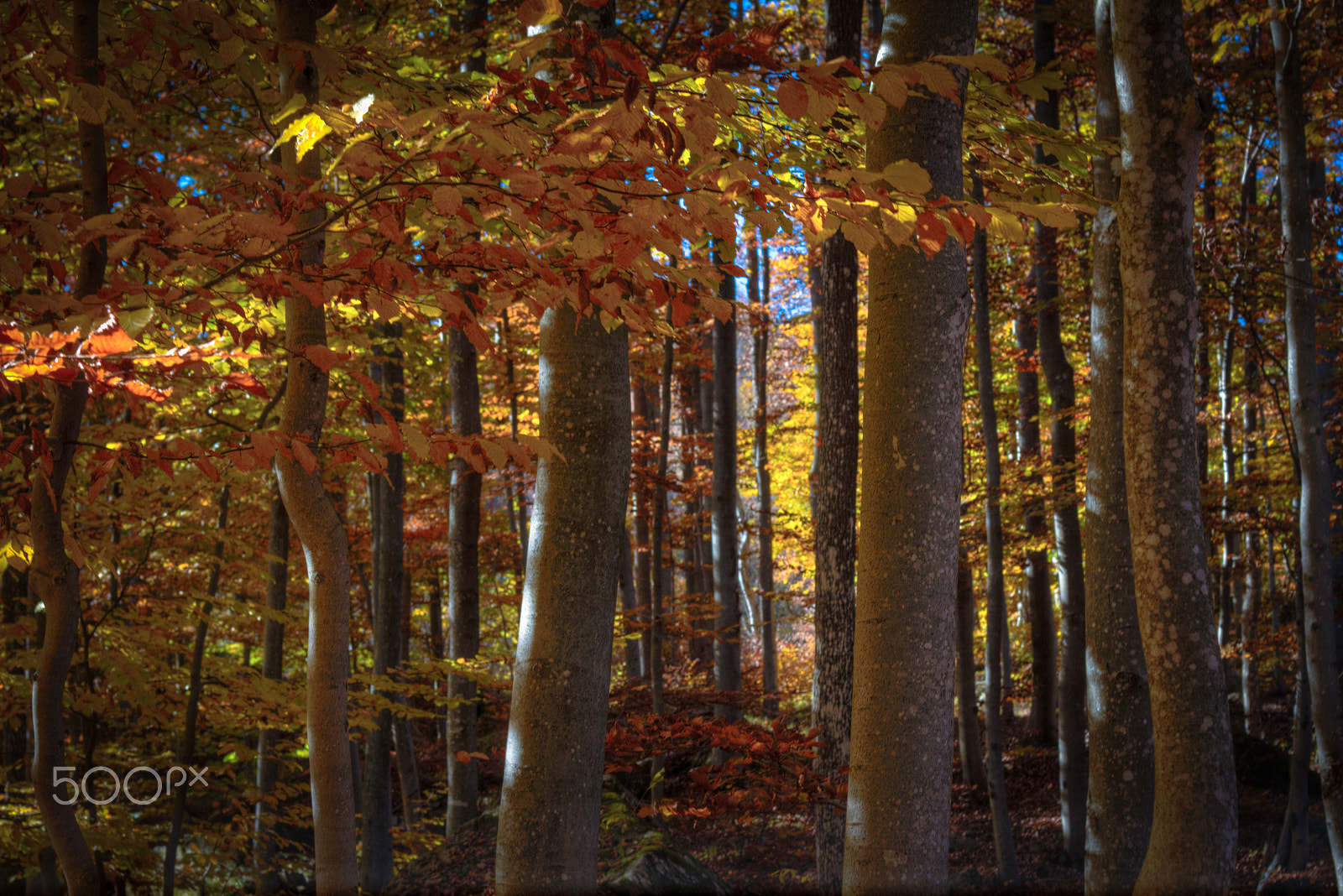 Canon EOS M + Canon EF 50mm F1.8 II sample photo. Light and shadows in the woods photography