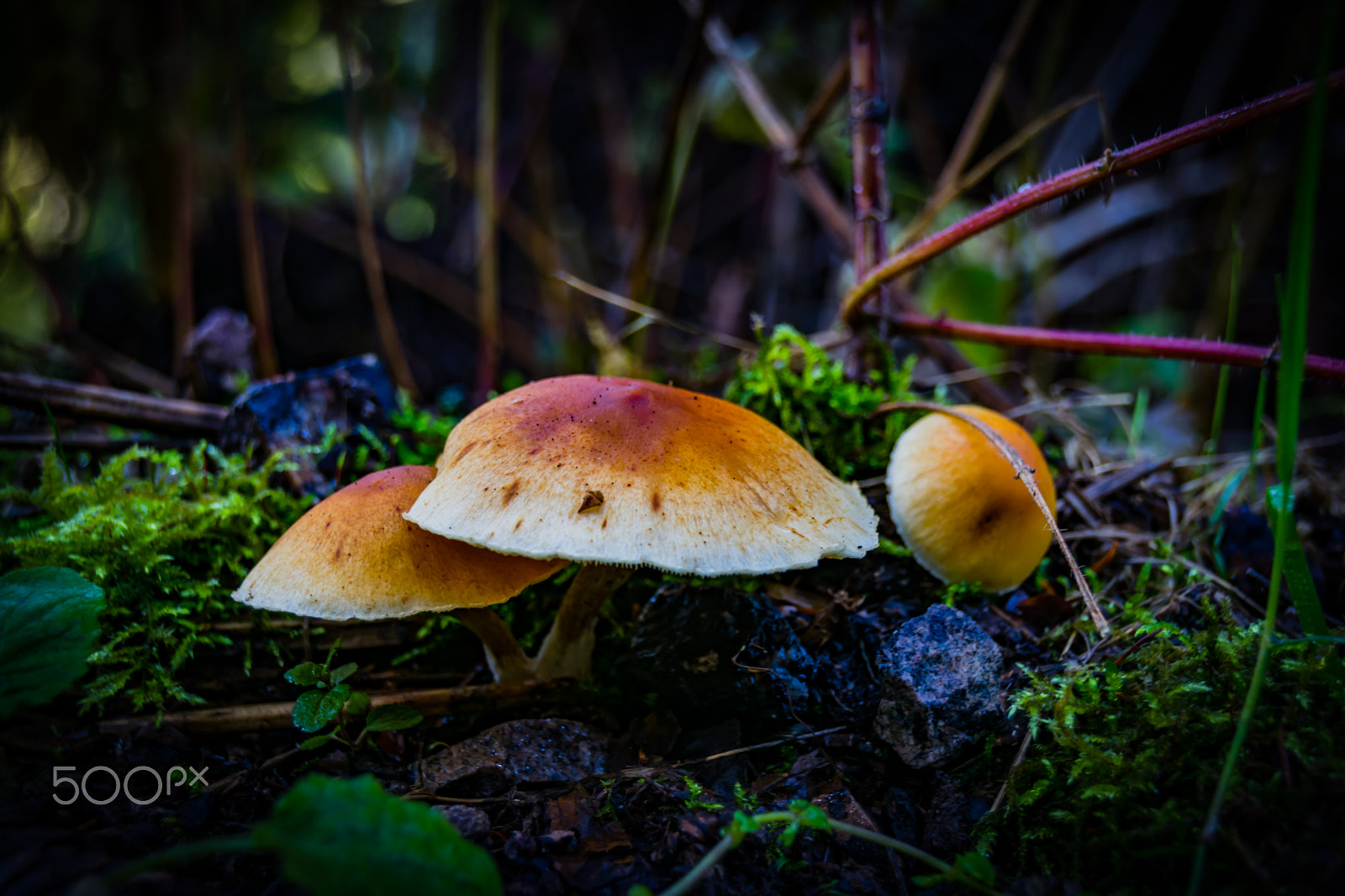 Nikon D3300 sample photo. Mushrooms photography