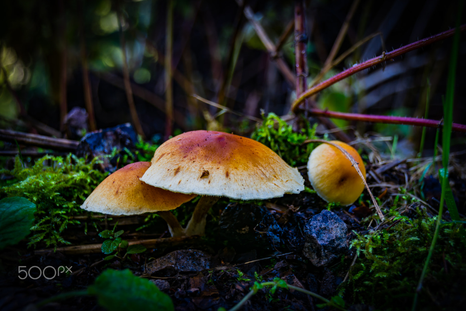 Sigma 18-250mm F3.5-6.3 DC Macro OS HSM sample photo. Mushrooms photography
