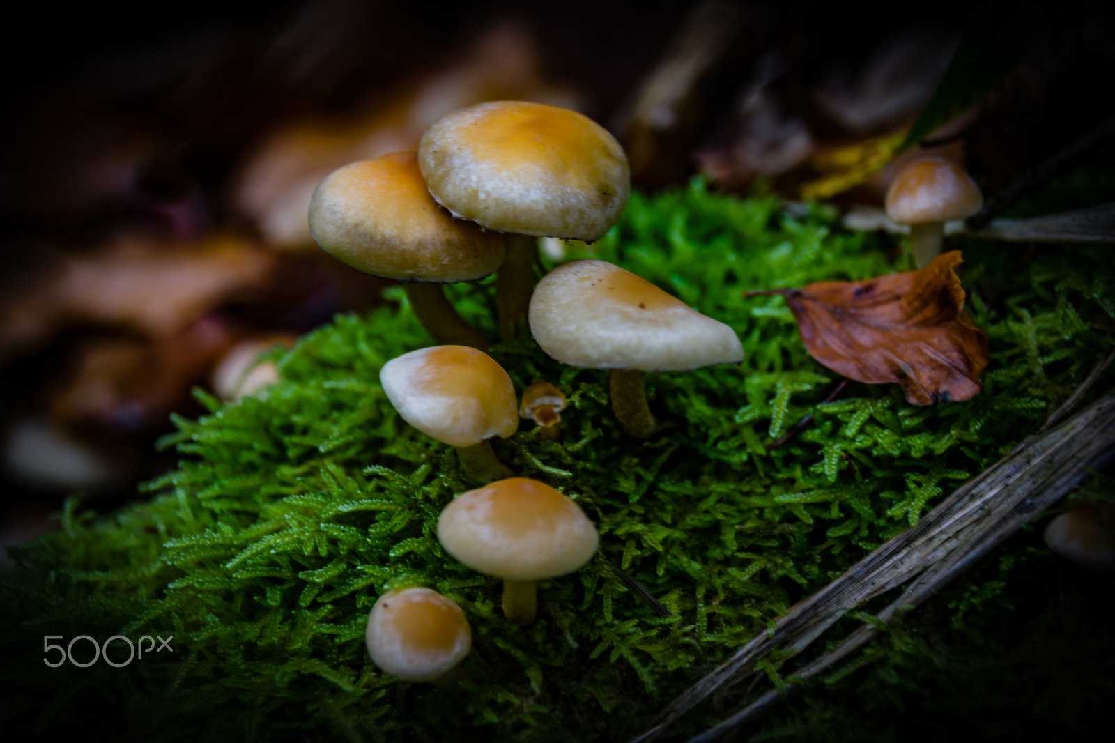 Sigma 18-250mm F3.5-6.3 DC Macro OS HSM sample photo. Mushrooms photography