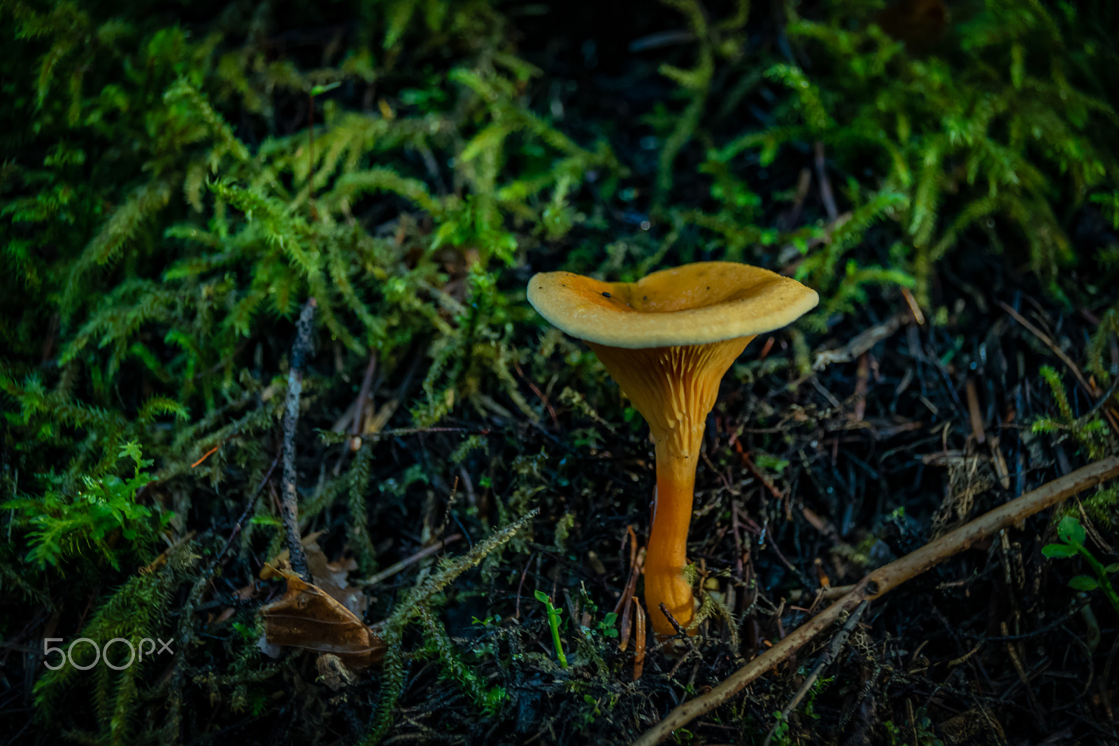 Sigma 18-250mm F3.5-6.3 DC Macro OS HSM sample photo. Mushrooms photography