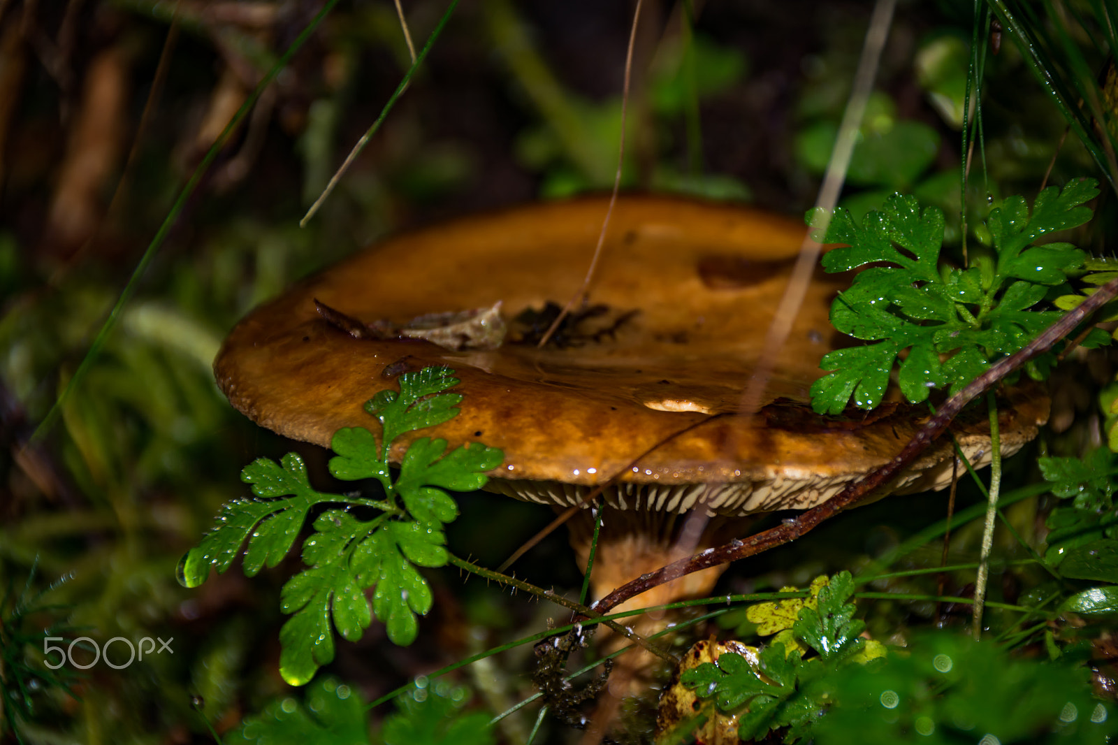 Sigma 18-250mm F3.5-6.3 DC Macro OS HSM sample photo. Mushrooms photography