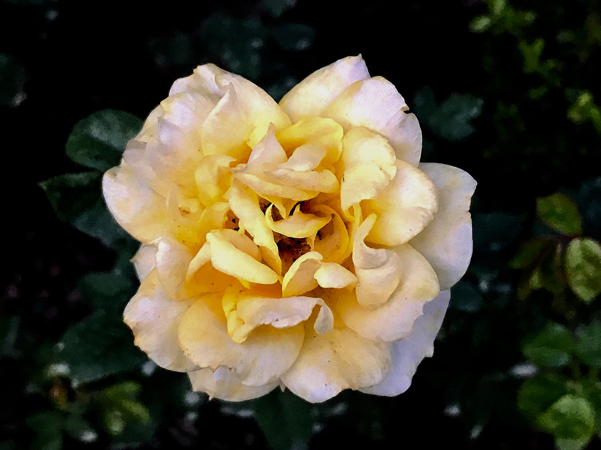 Apple iPhone9,1 sample photo. China rose 月季花 photography
