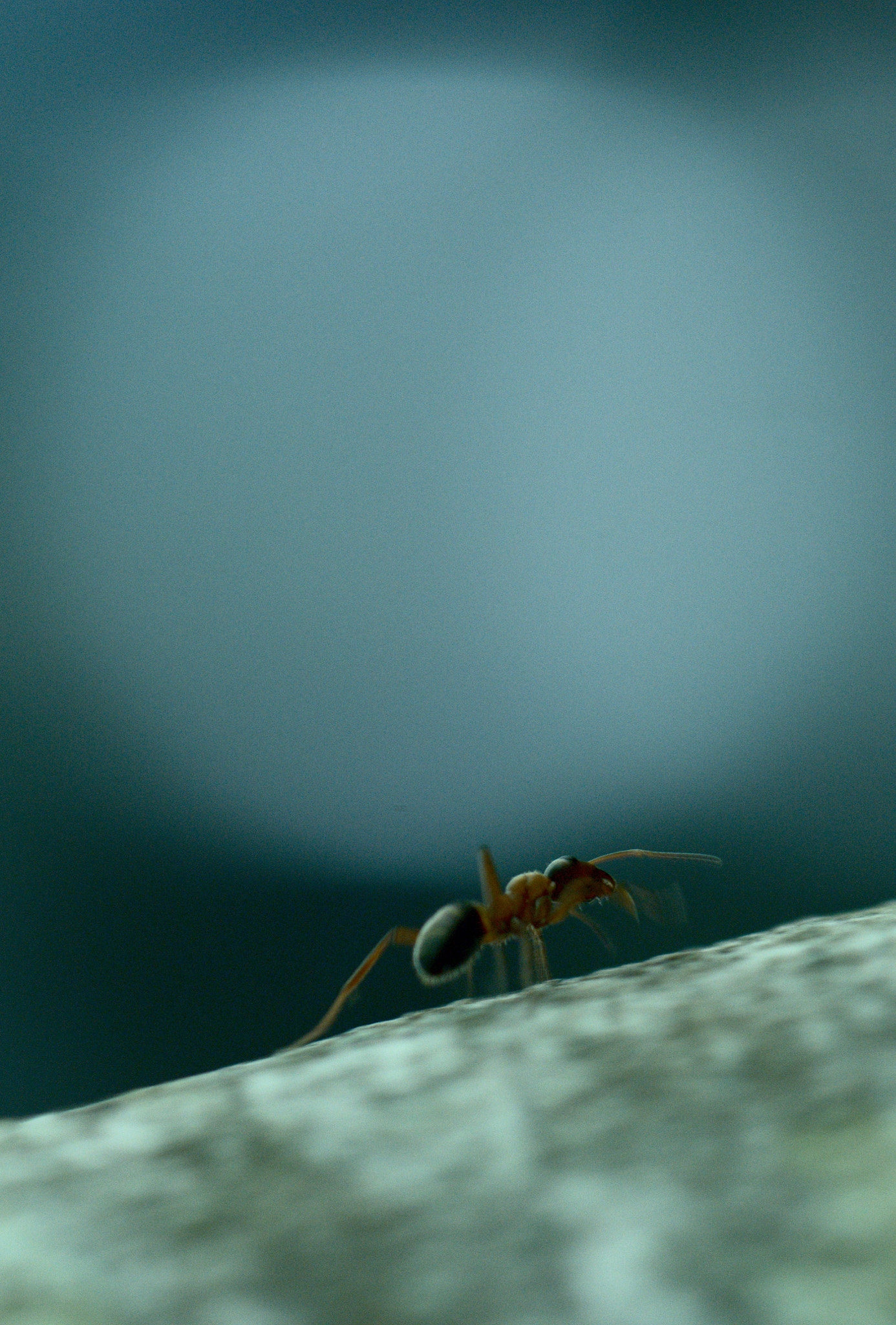 Nikon AF-S Micro-Nikkor 105mm F2.8G IF-ED VR sample photo. Hormiga  photography