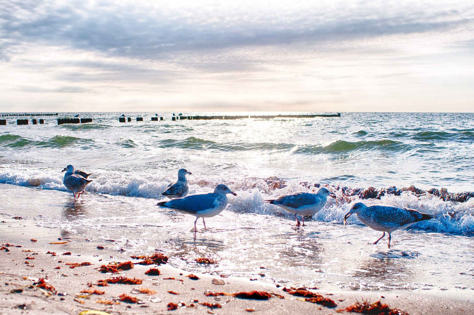 Nikon D300 sample photo. Sea-gull photography