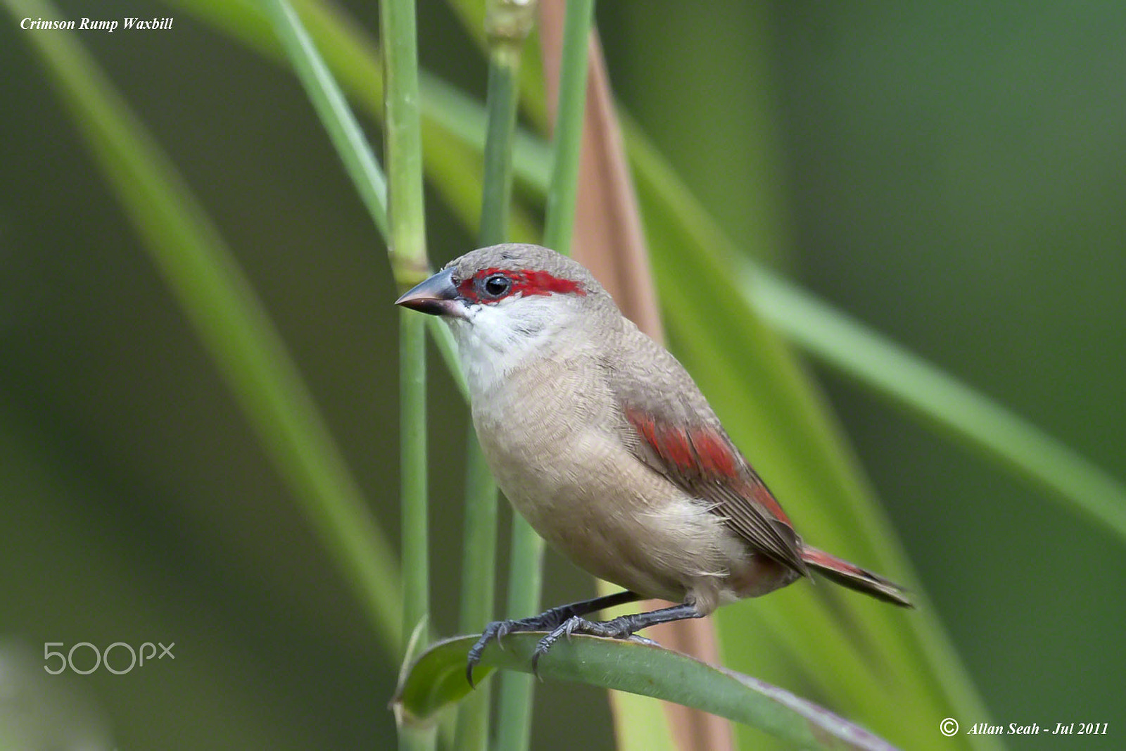 Nikon AF-S Nikkor 400mm F2.8G ED VR II sample photo. Crimson rumped waxbill photography