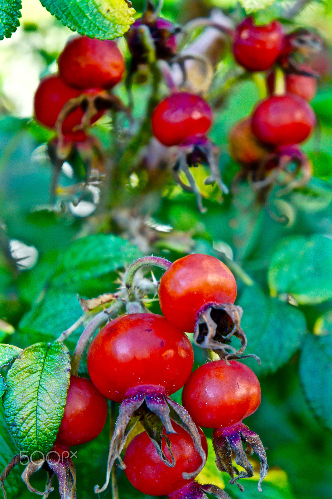 Sony Alpha NEX-3 sample photo. Rose hips photography