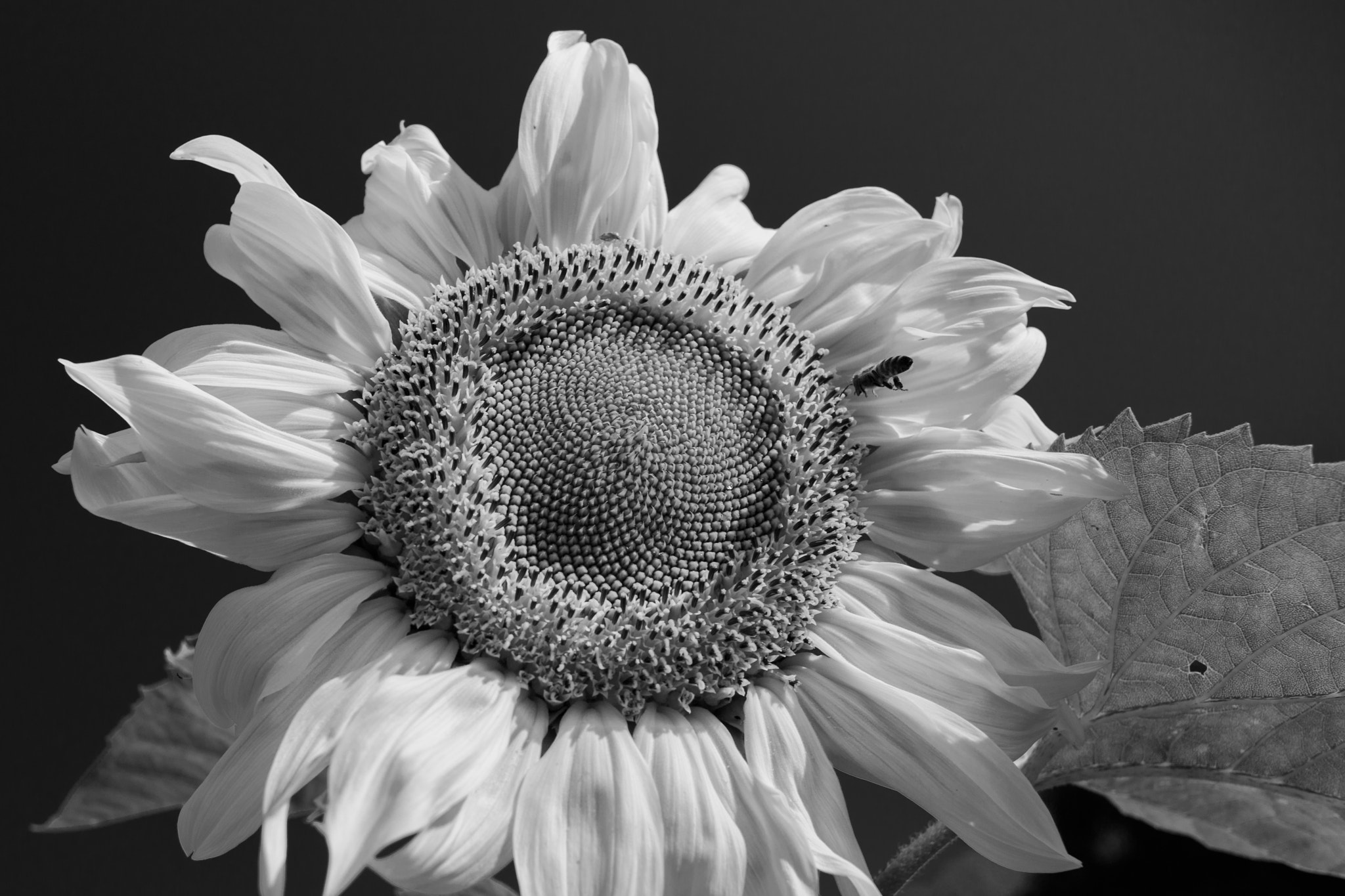 Canon EF 24mm F2.8 IS USM sample photo. Sunflower in b&w photography
