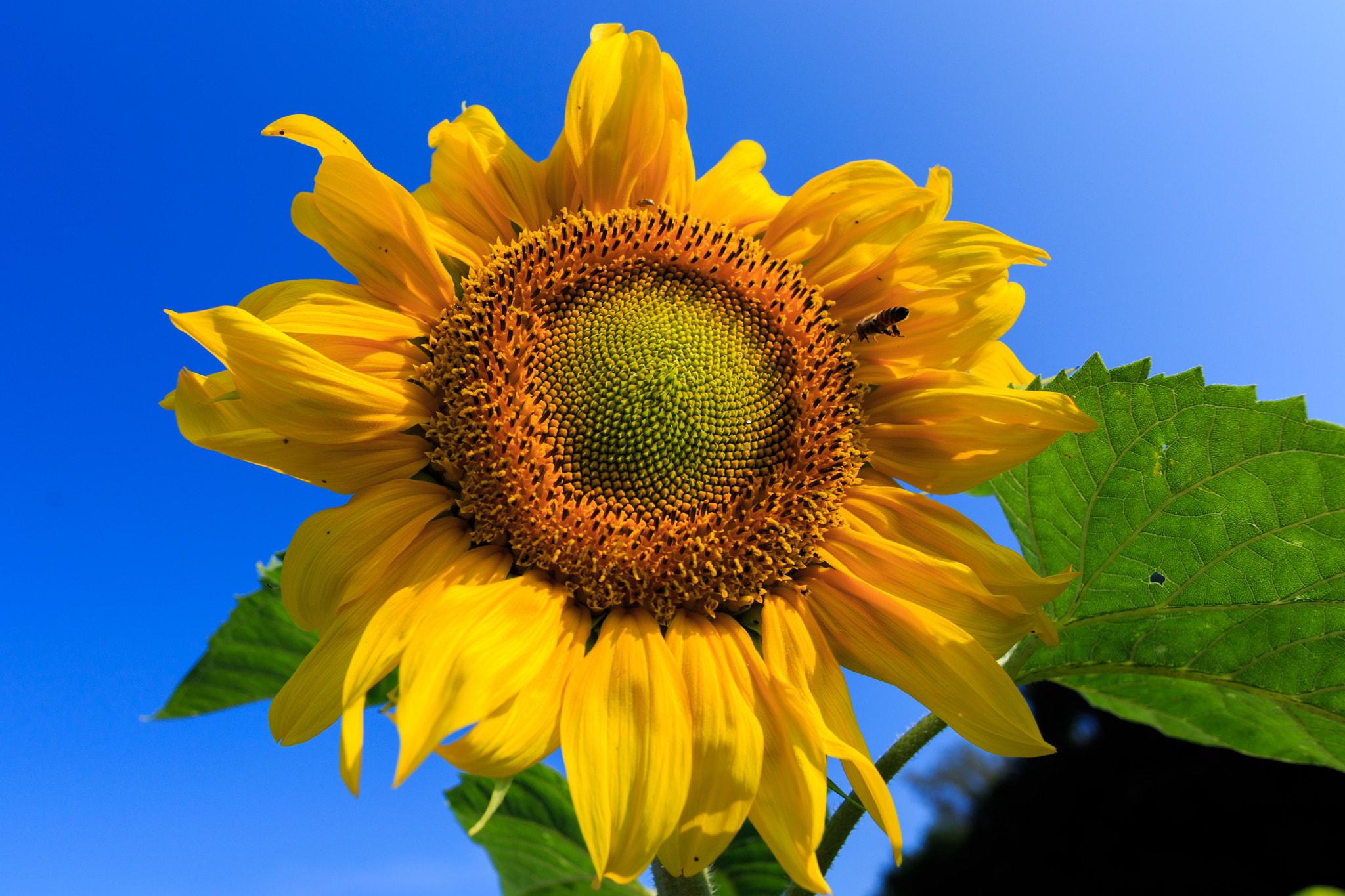 Canon EF 24mm F2.8 IS USM sample photo. Sunflower in color photography