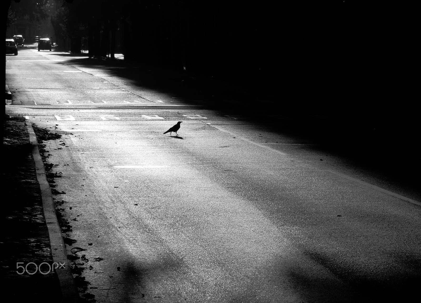 Canon EOS 450D (EOS Rebel XSi / EOS Kiss X2) sample photo. Crow photography