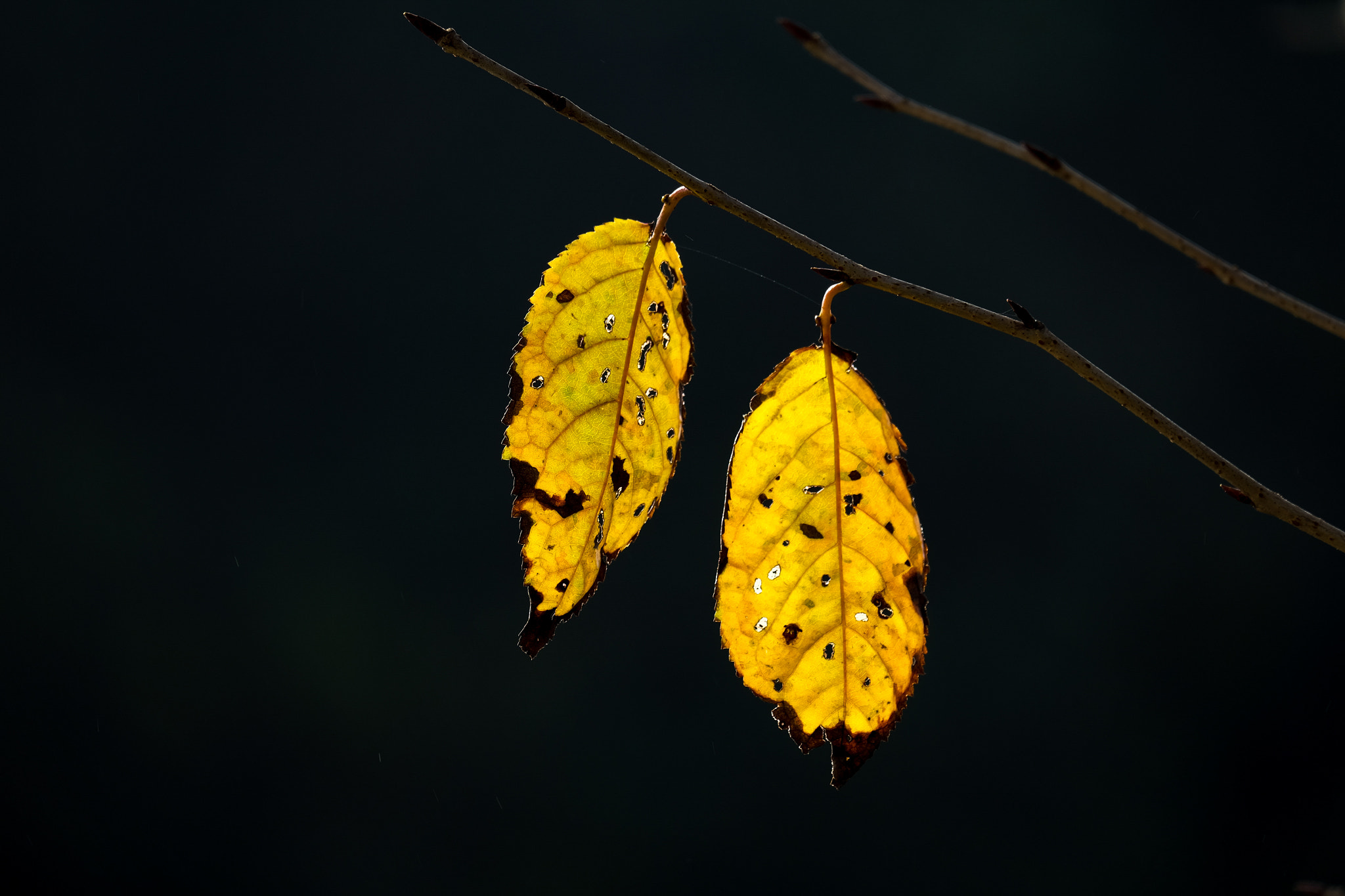 Fujifilm X-E2 + Fujifilm XC 50-230mm F4.5-6.7 OIS II sample photo. 黄叶 photography