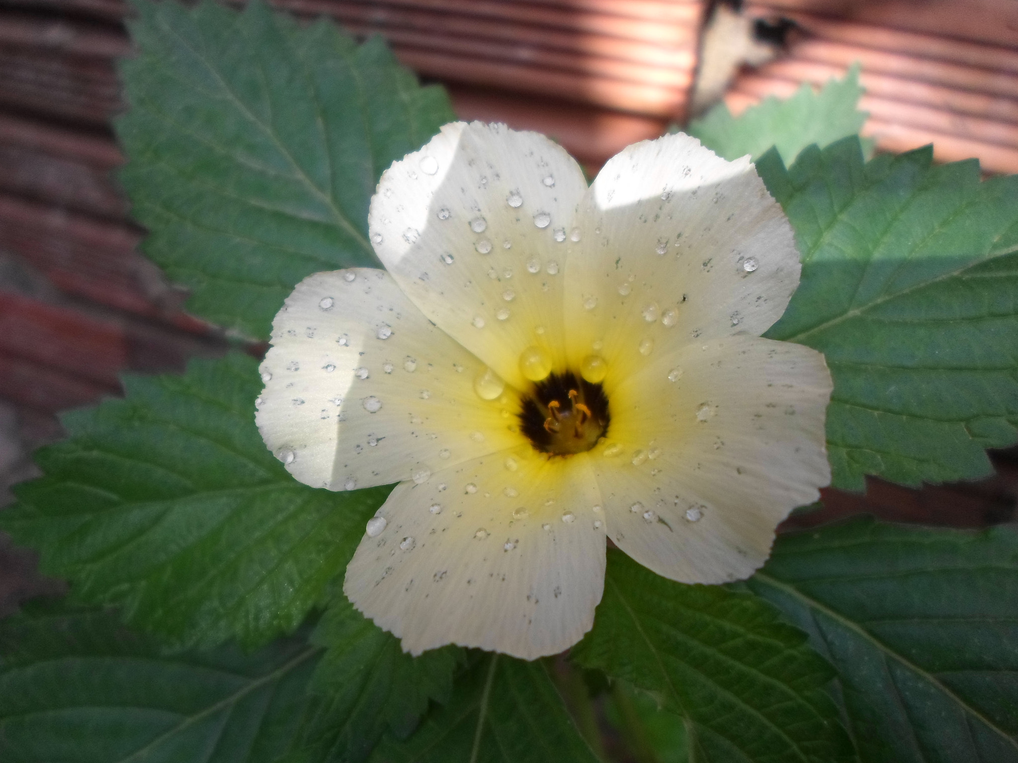 Samsung ES95 sample photo. Flower photography