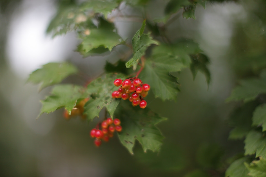 Canon EF 50mm F1.2L USM sample photo. August photography
