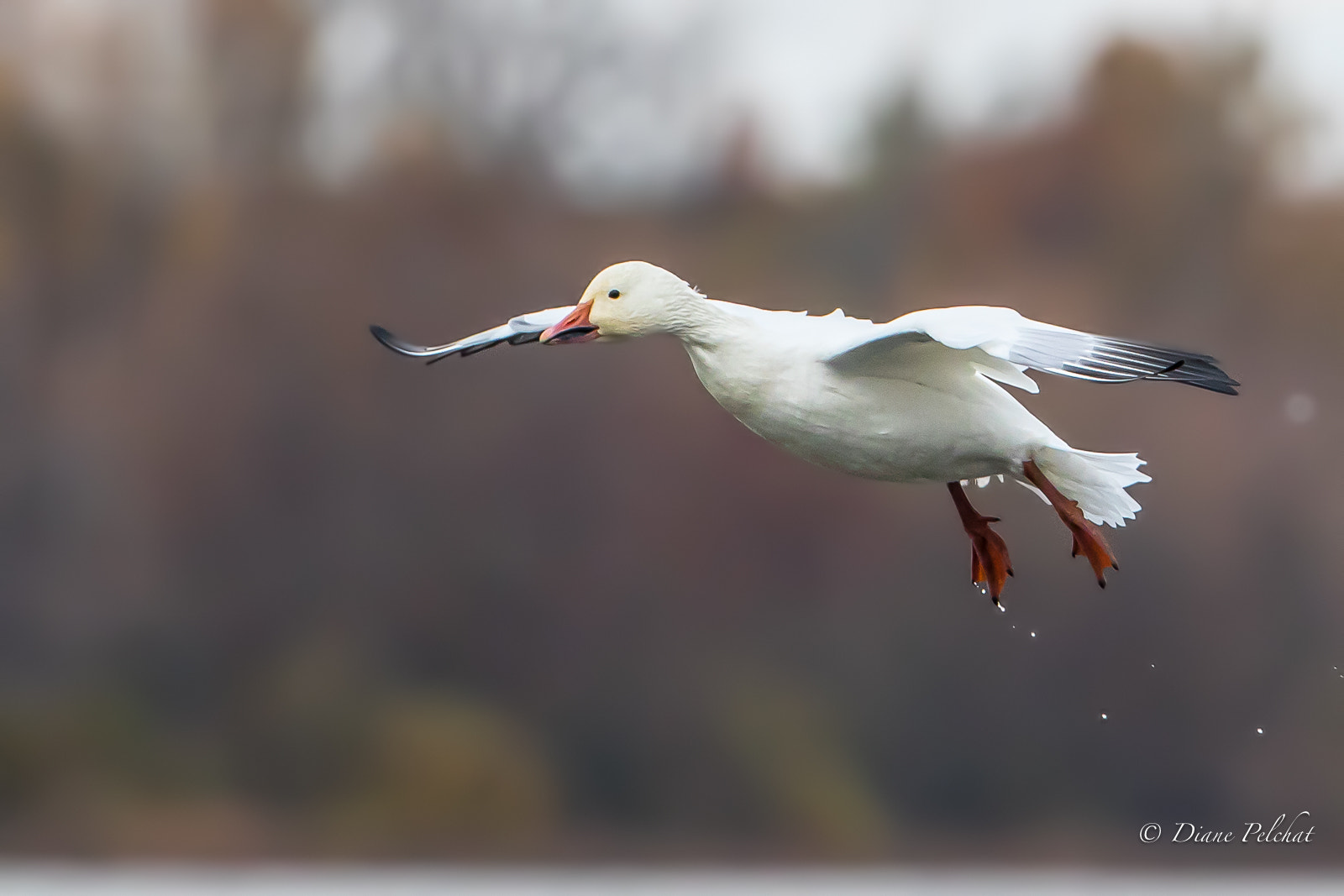 Canon EF 300mm F2.8L IS II USM sample photo. Departure photography