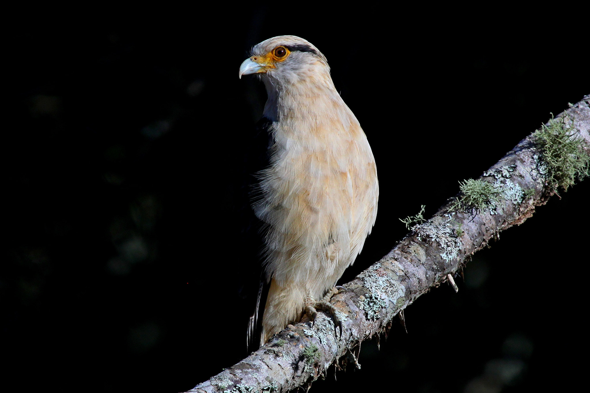 Canon EF 100-400mm F4.5-5.6L IS USM sample photo. Yellow-headed caracara photography