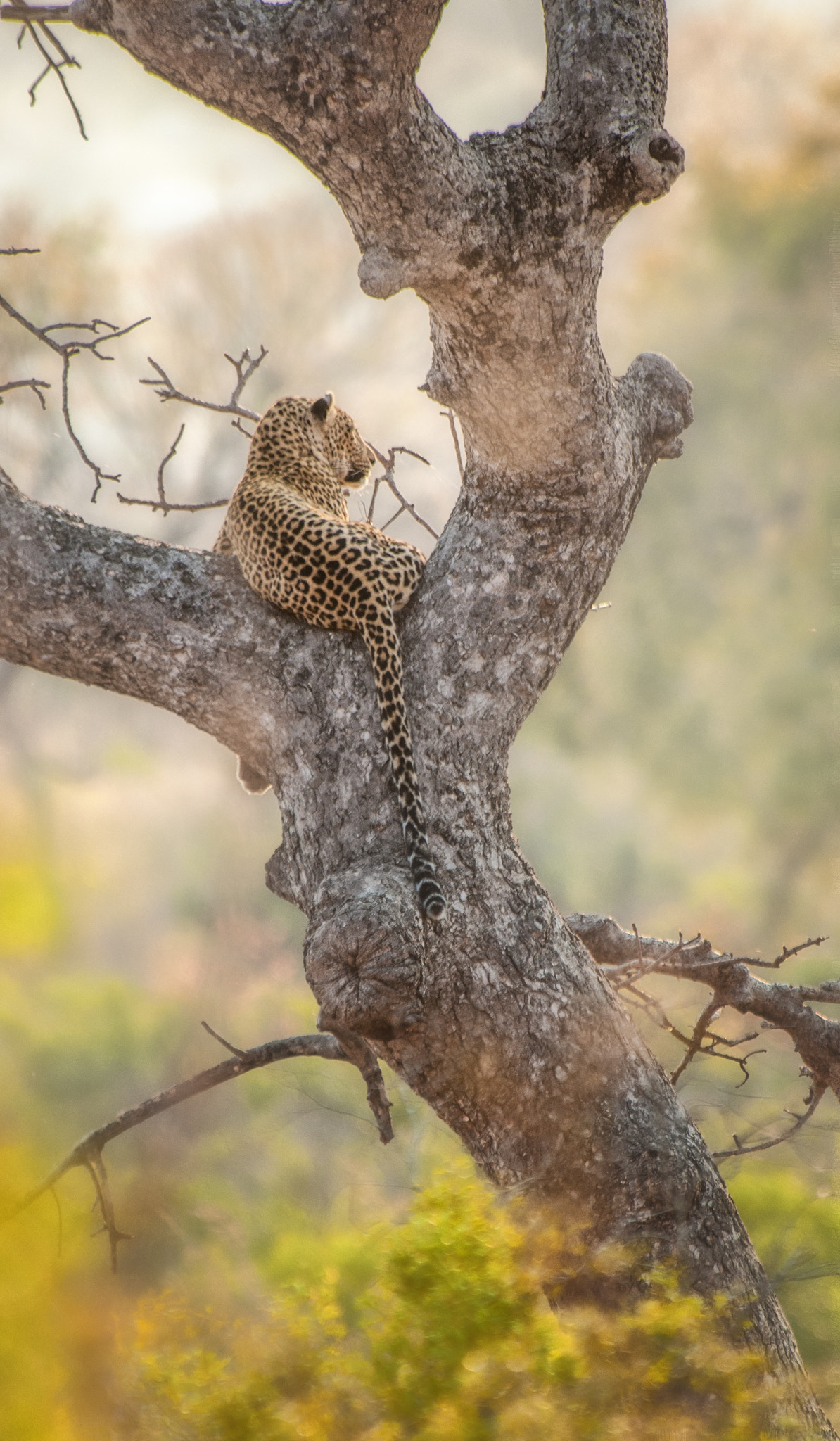 Nikon D300 sample photo. Leopard catching the morning rays photography